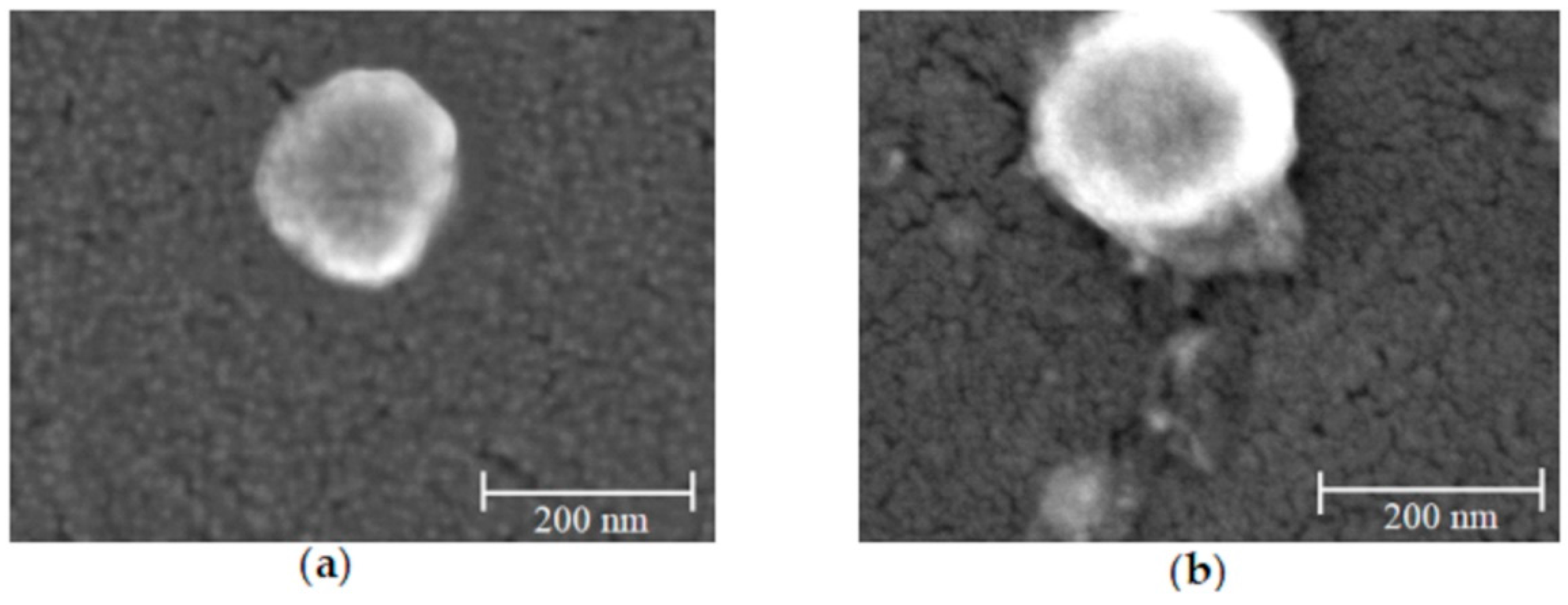 Ijms 25 09893 g003 Ijms 25 09893 g003