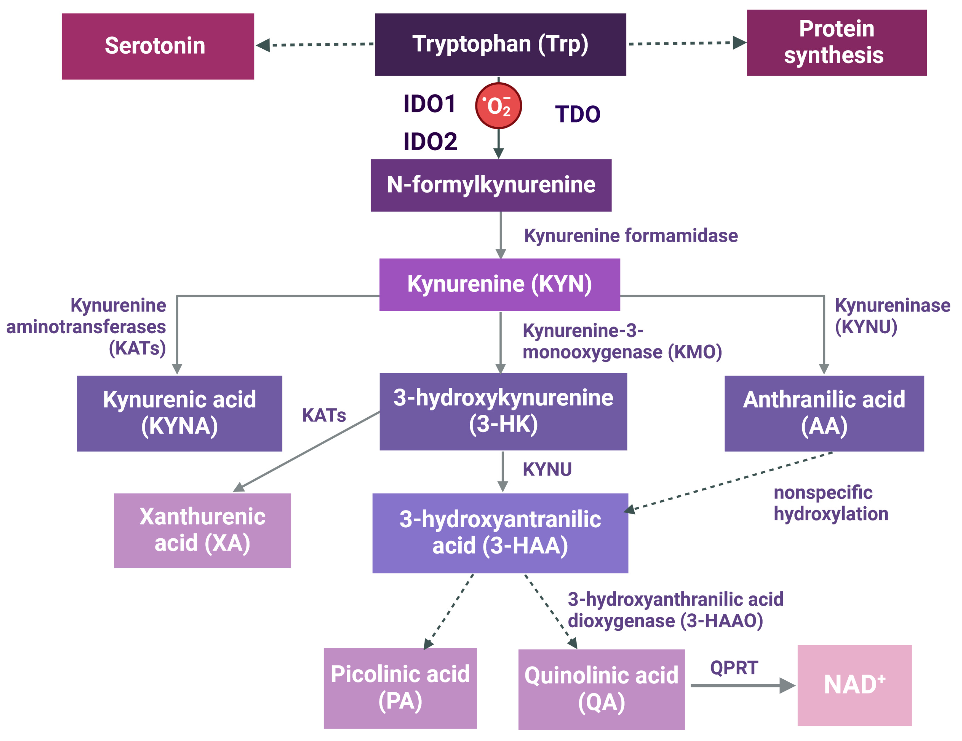 Ijms 25 09940 g001 Ijms 25 09940 g001