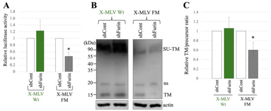 The Furin Protease Dependence and Antiviral GBP2 Sensitivity of