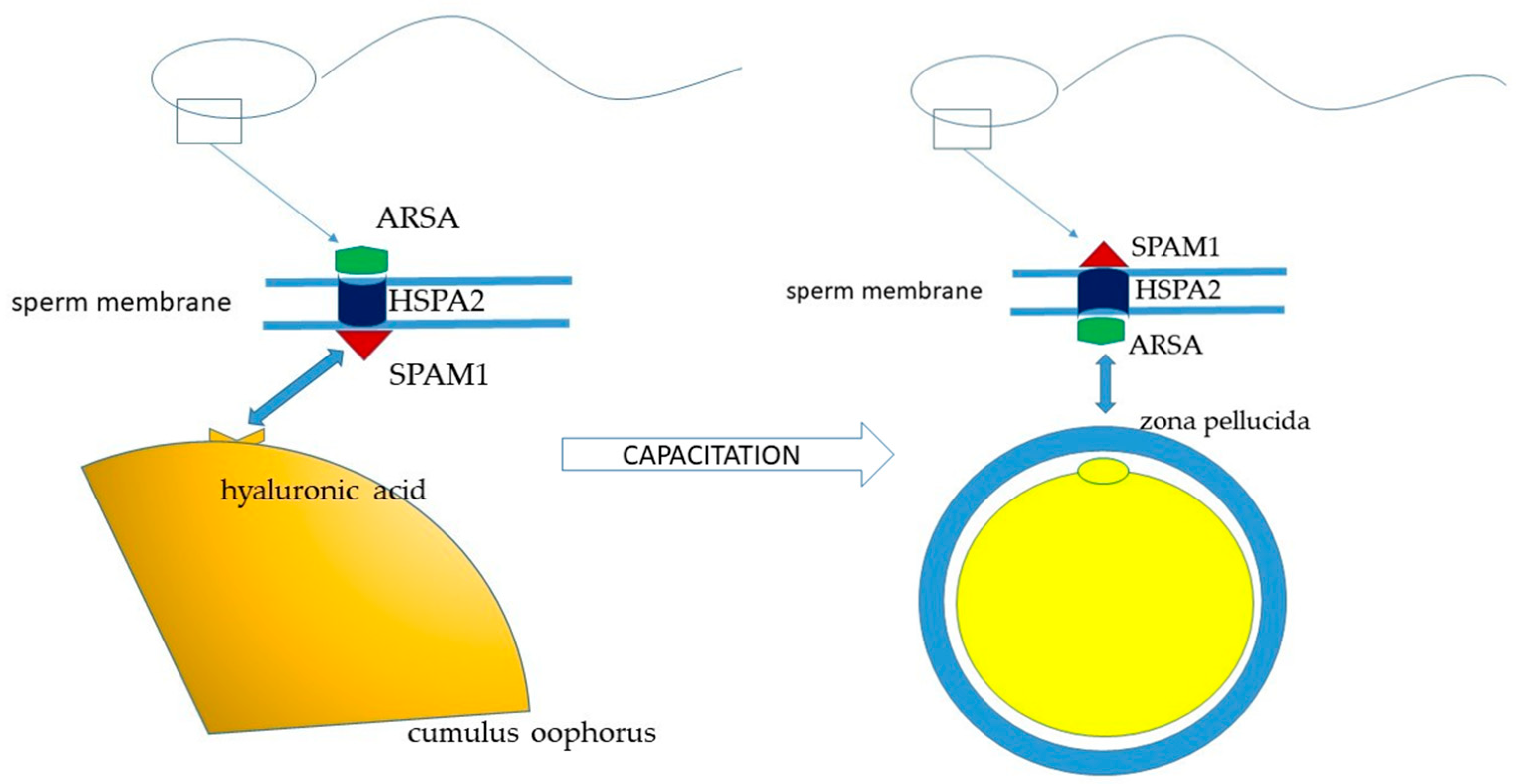 Ijms 25 09995 g0a1 Ijms 25 09995 g0a1