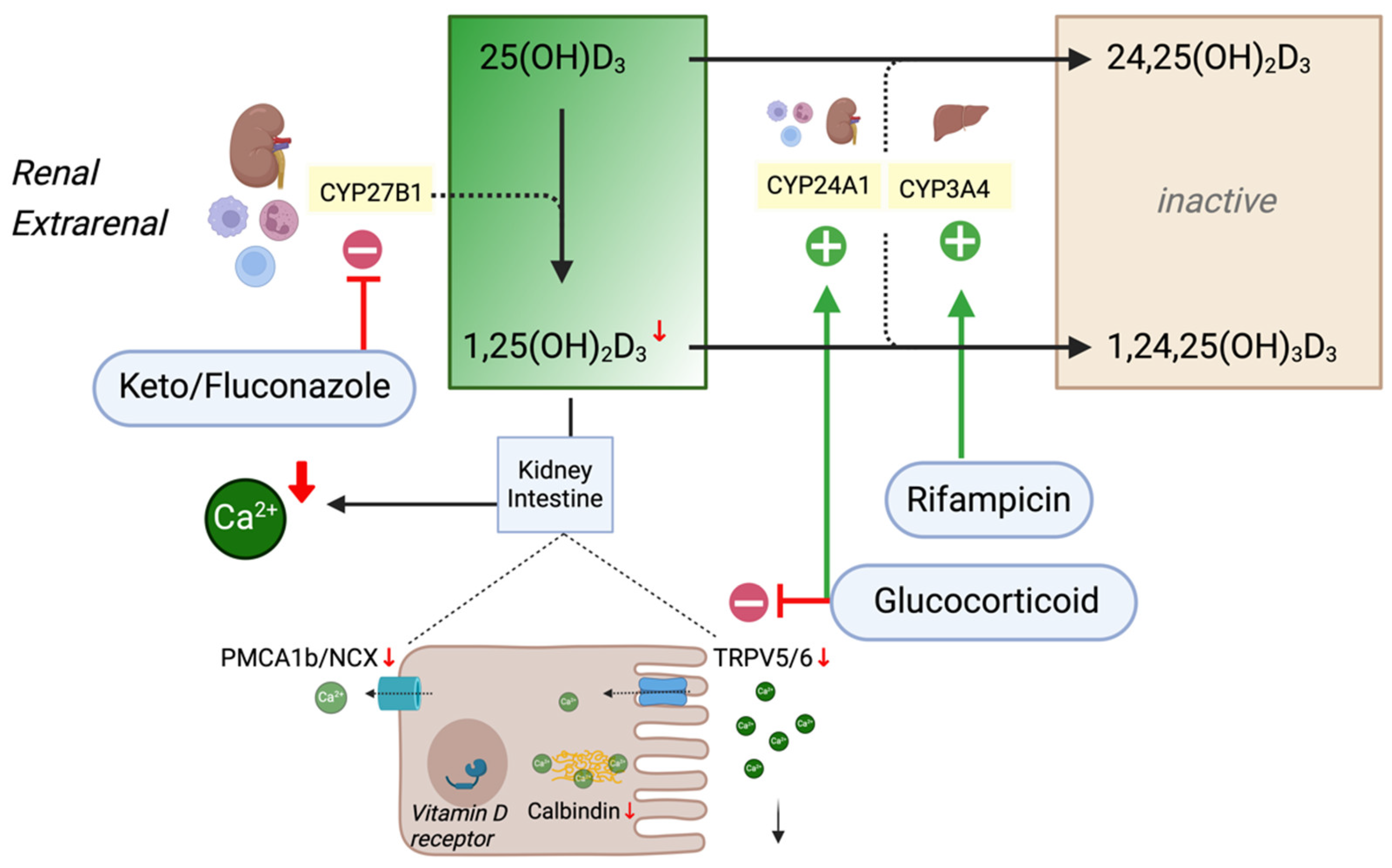 Ijms 25 10003 g003 Ijms 25 10003 g003