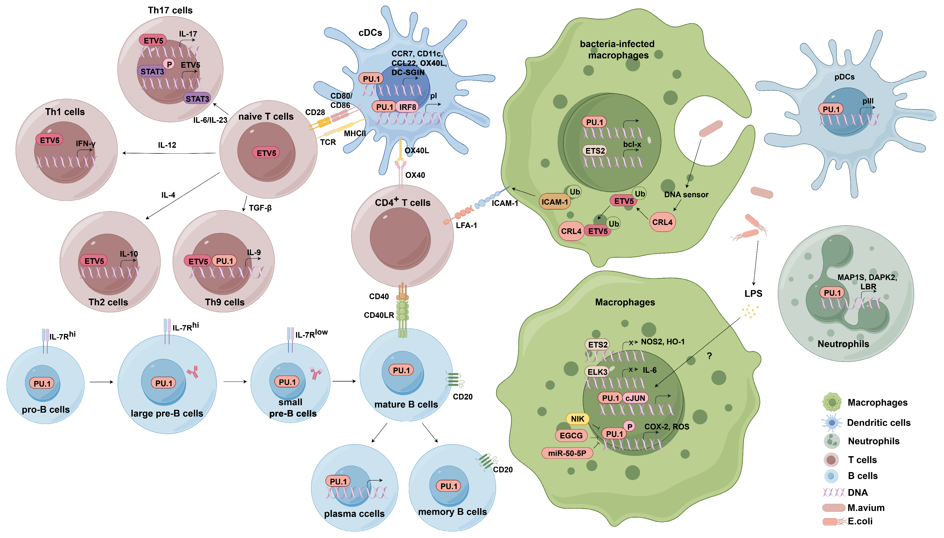 Ijms 25 10004 g004 Ijms 25 10004 g004