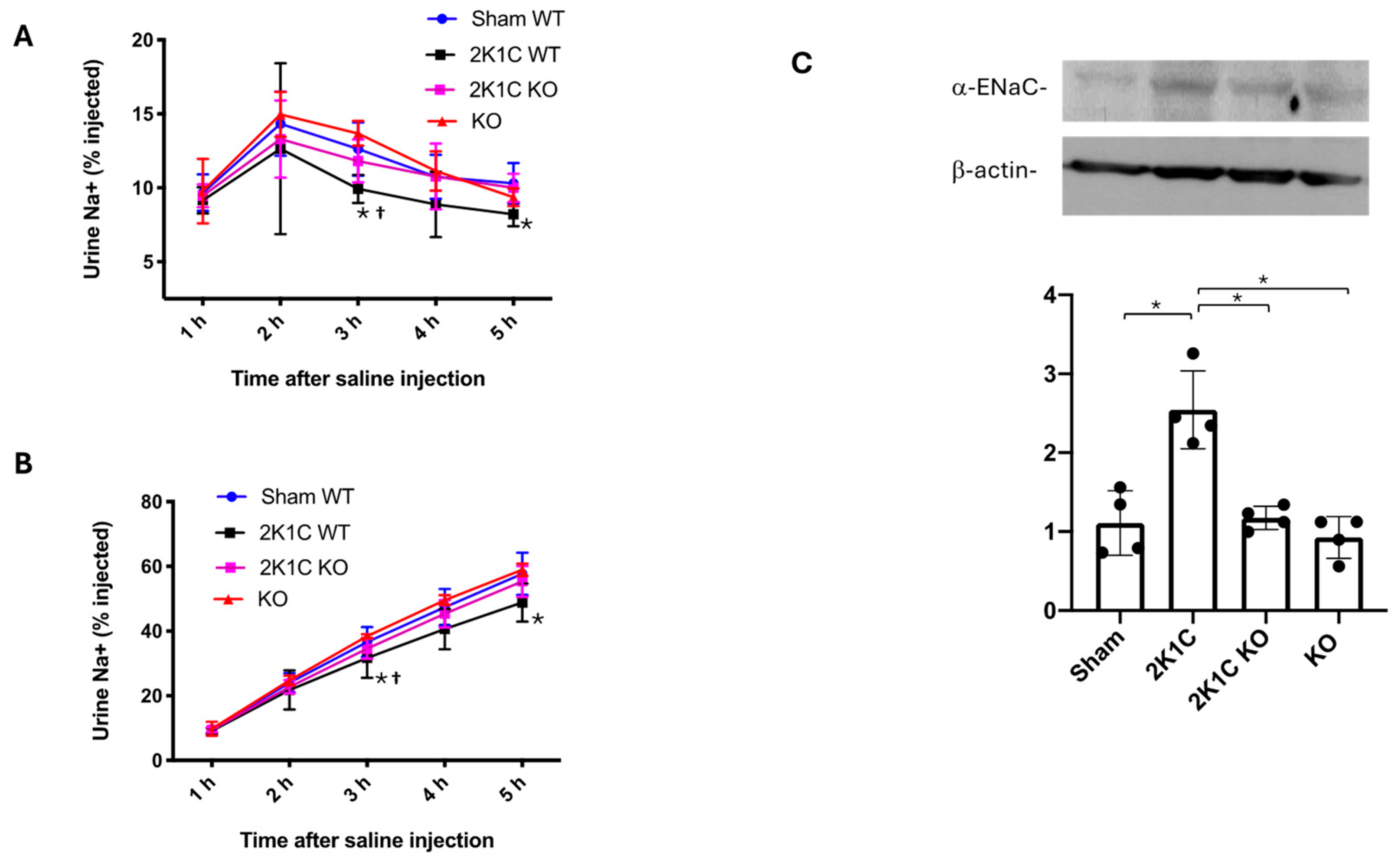 Ijms 25 10045 g007 Ijms 25 10045 g007