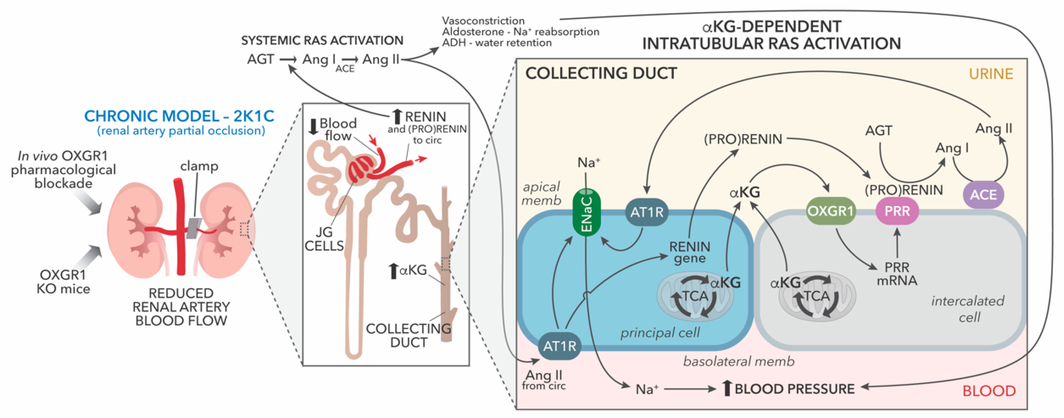 Ijms 25 10045 g008 Ijms 25 10045 g008