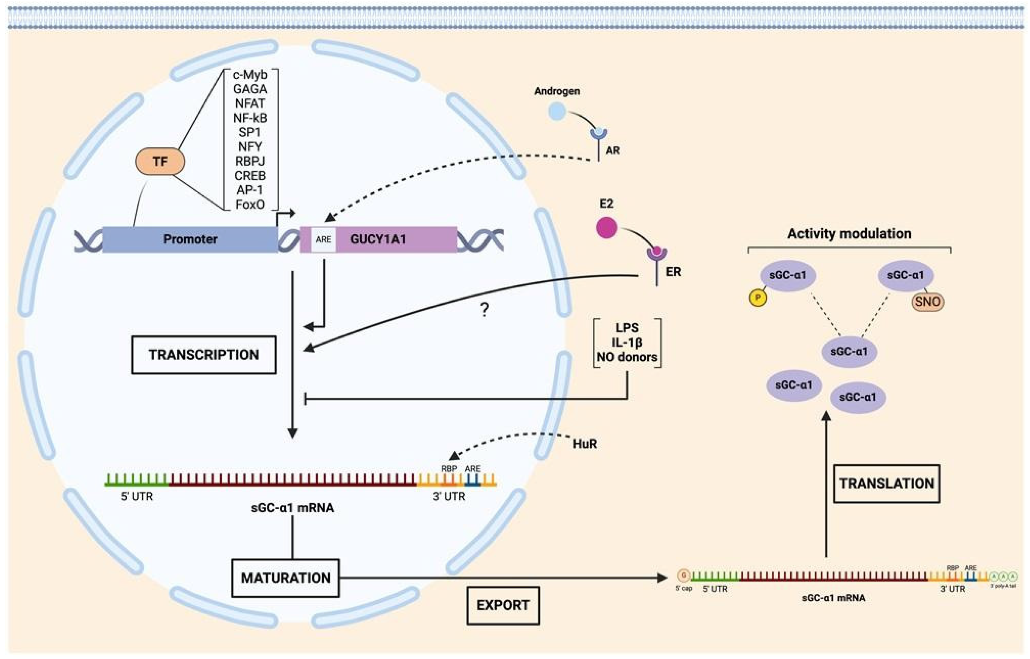 Ijms 25 10053 g003 Ijms 25 10053 g003