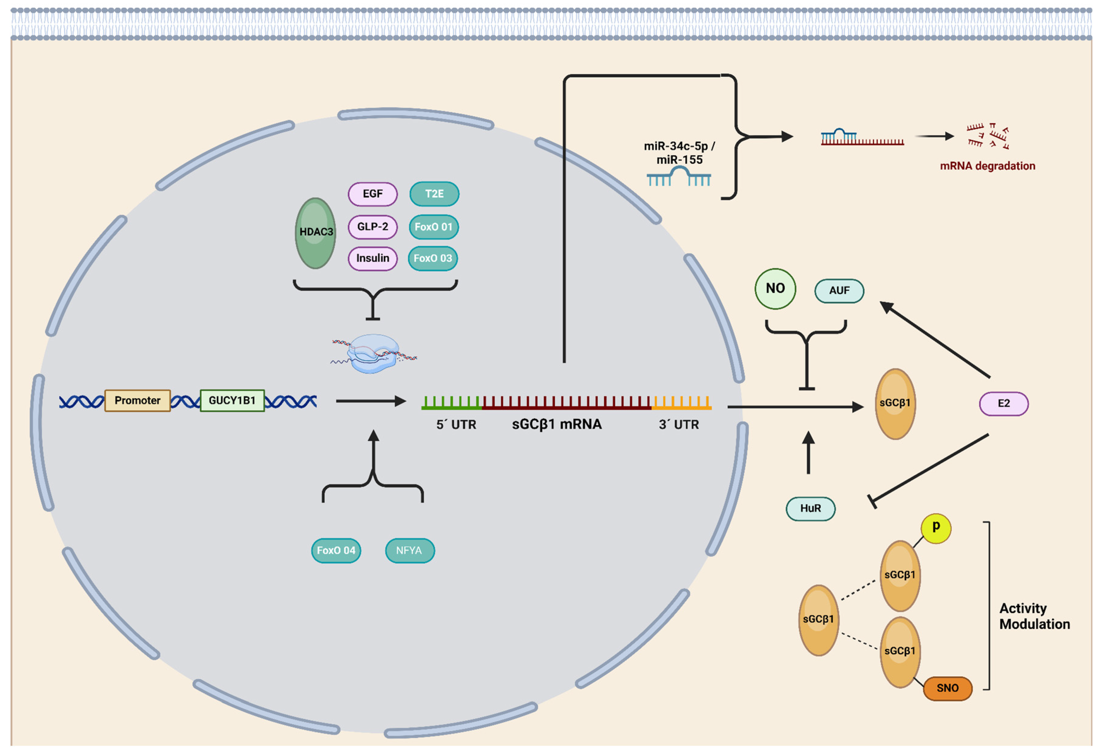 Ijms 25 10053 g004 Ijms 25 10053 g004