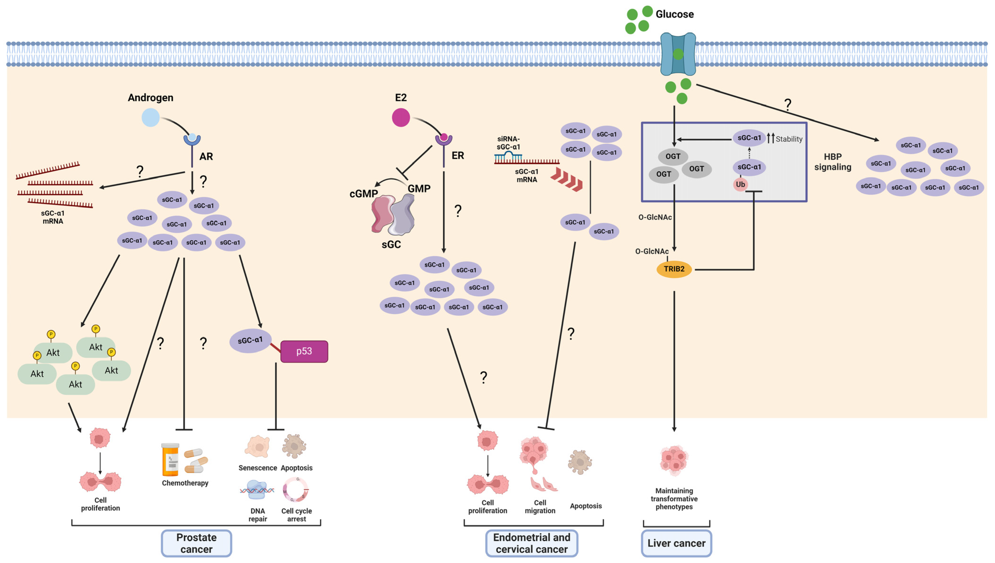 Ijms 25 10053 g006 Ijms 25 10053 g006