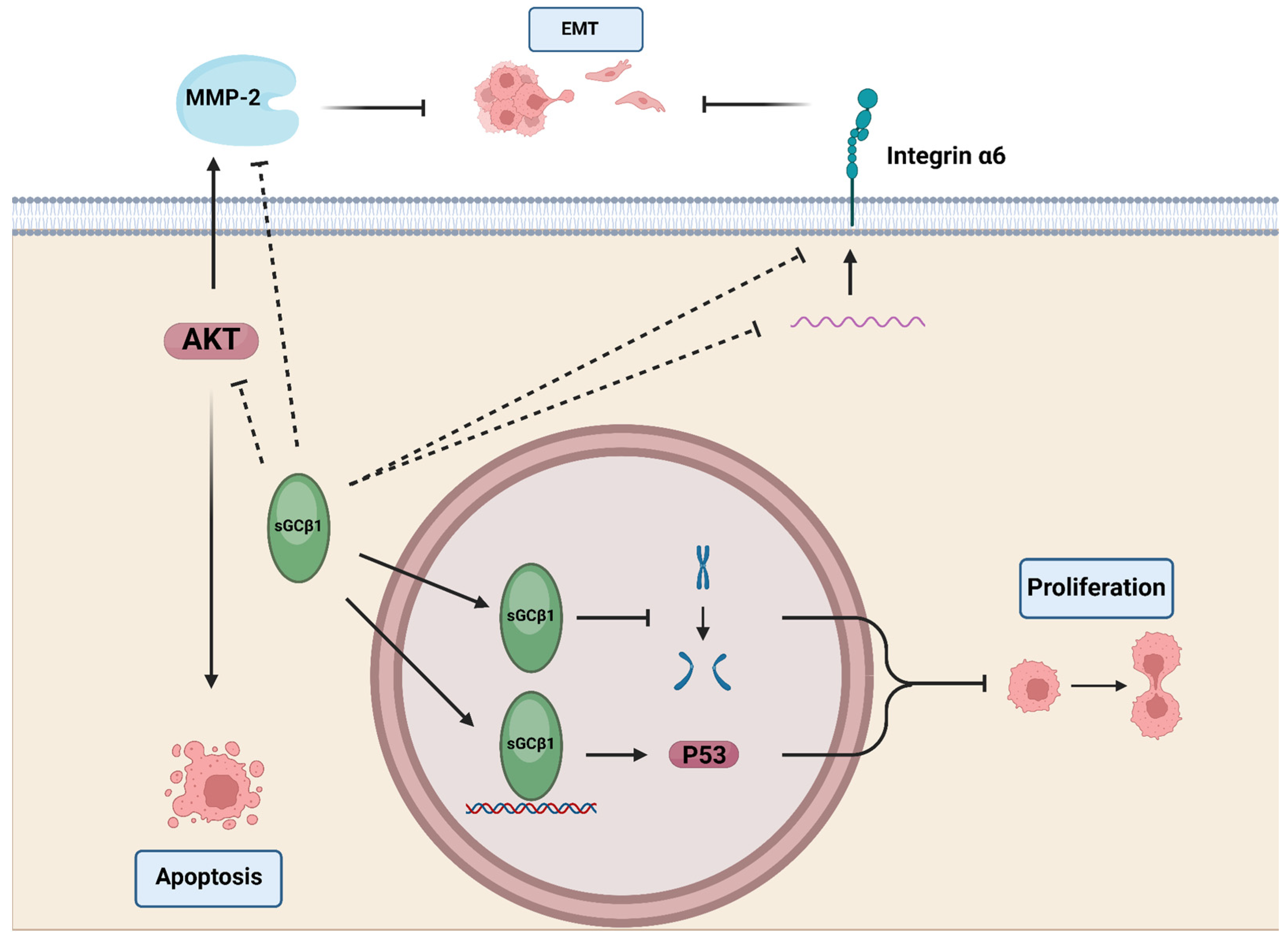Ijms 25 10053 g007 Ijms 25 10053 g007