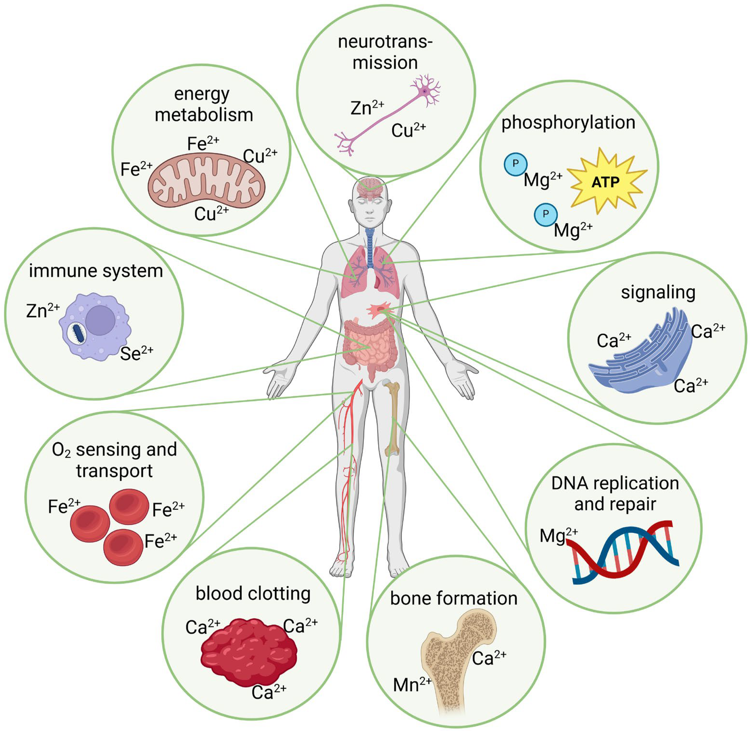 Ijms 25 10127 g001 Ijms 25 10127 g001