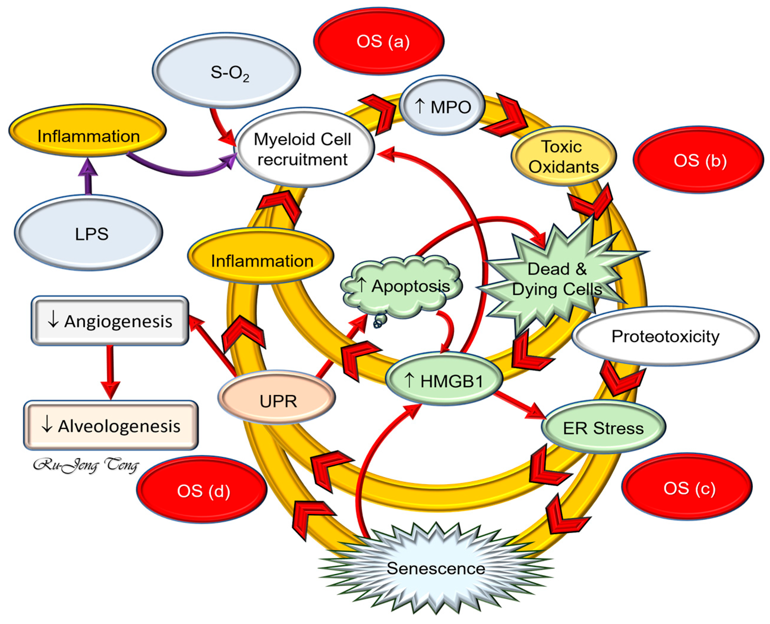 Ijms 25 10145 g003 Ijms 25 10145 g003