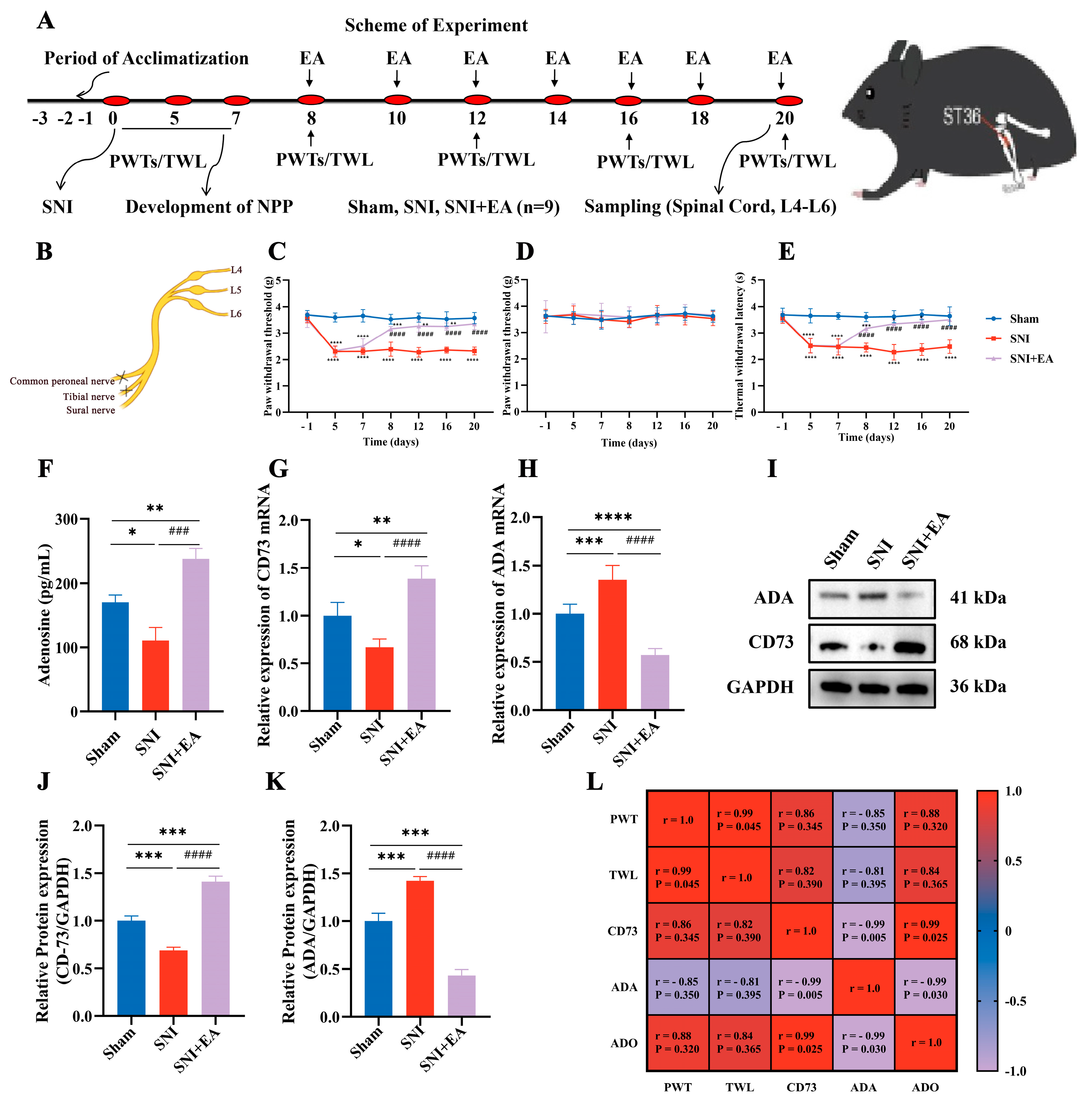 Electroacupuncture Relieves Neuropathic Pain via Adenosine 3