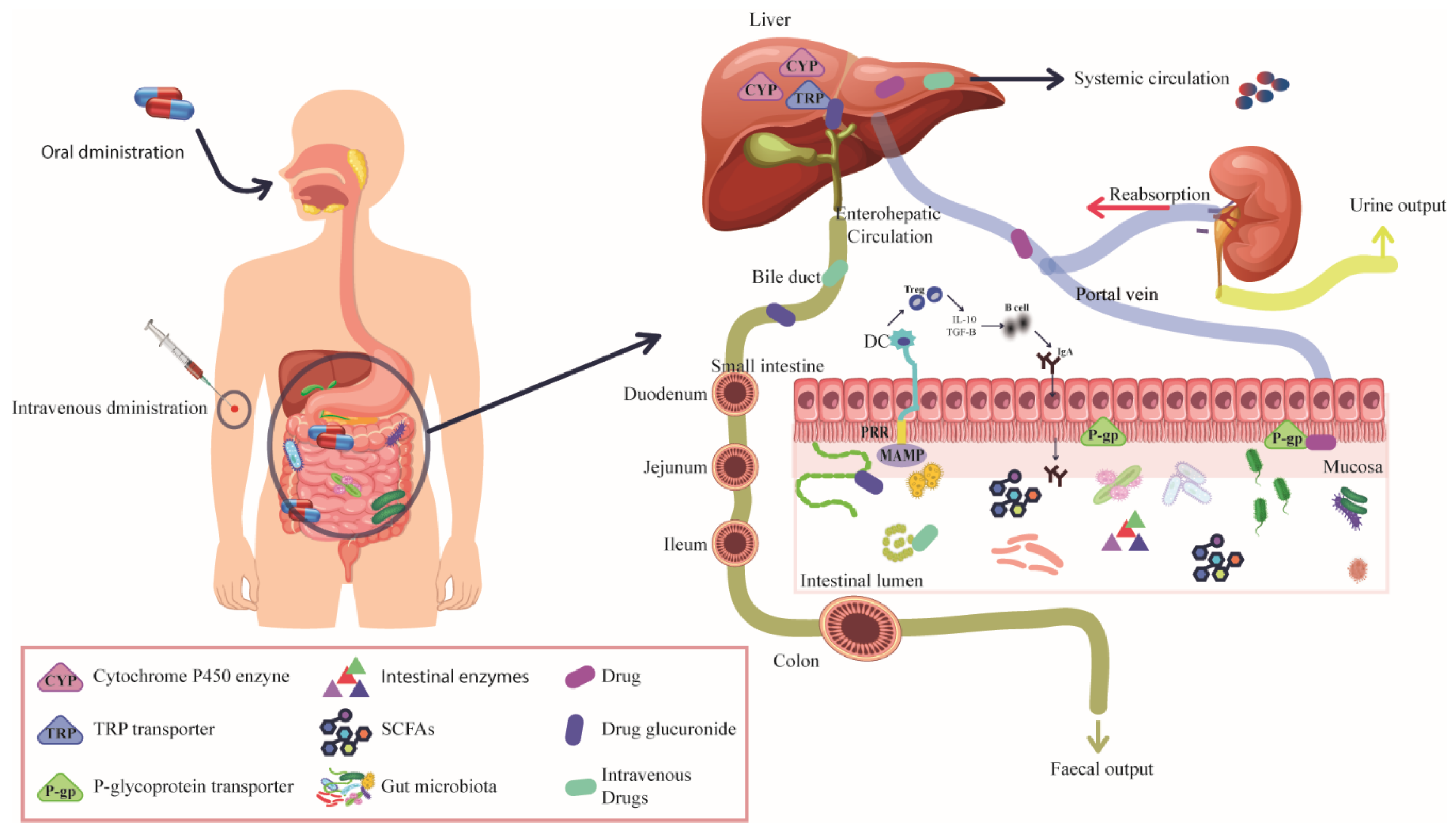 Gut Microbiota Disruption in Hematologic Cancer Therapy: Molecular Insights  and Implications for Treatment Efficacy