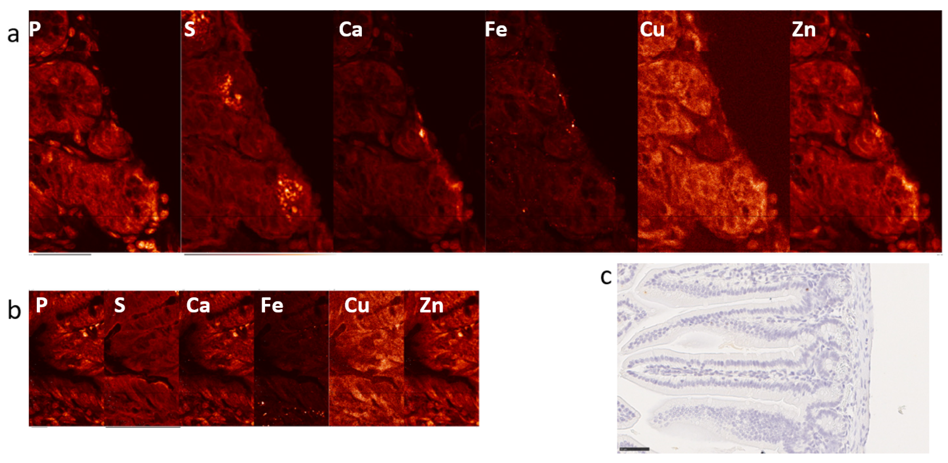 Ijms 25 10256 g001 Ijms 25 10256 g001