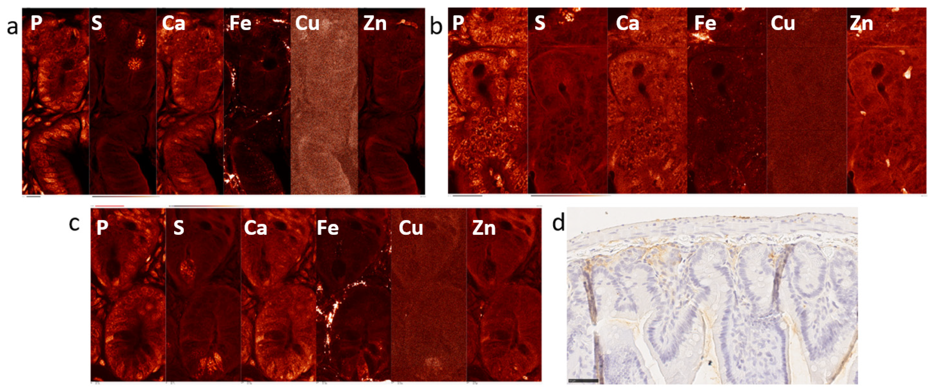 Ijms 25 10256 g002 Ijms 25 10256 g002