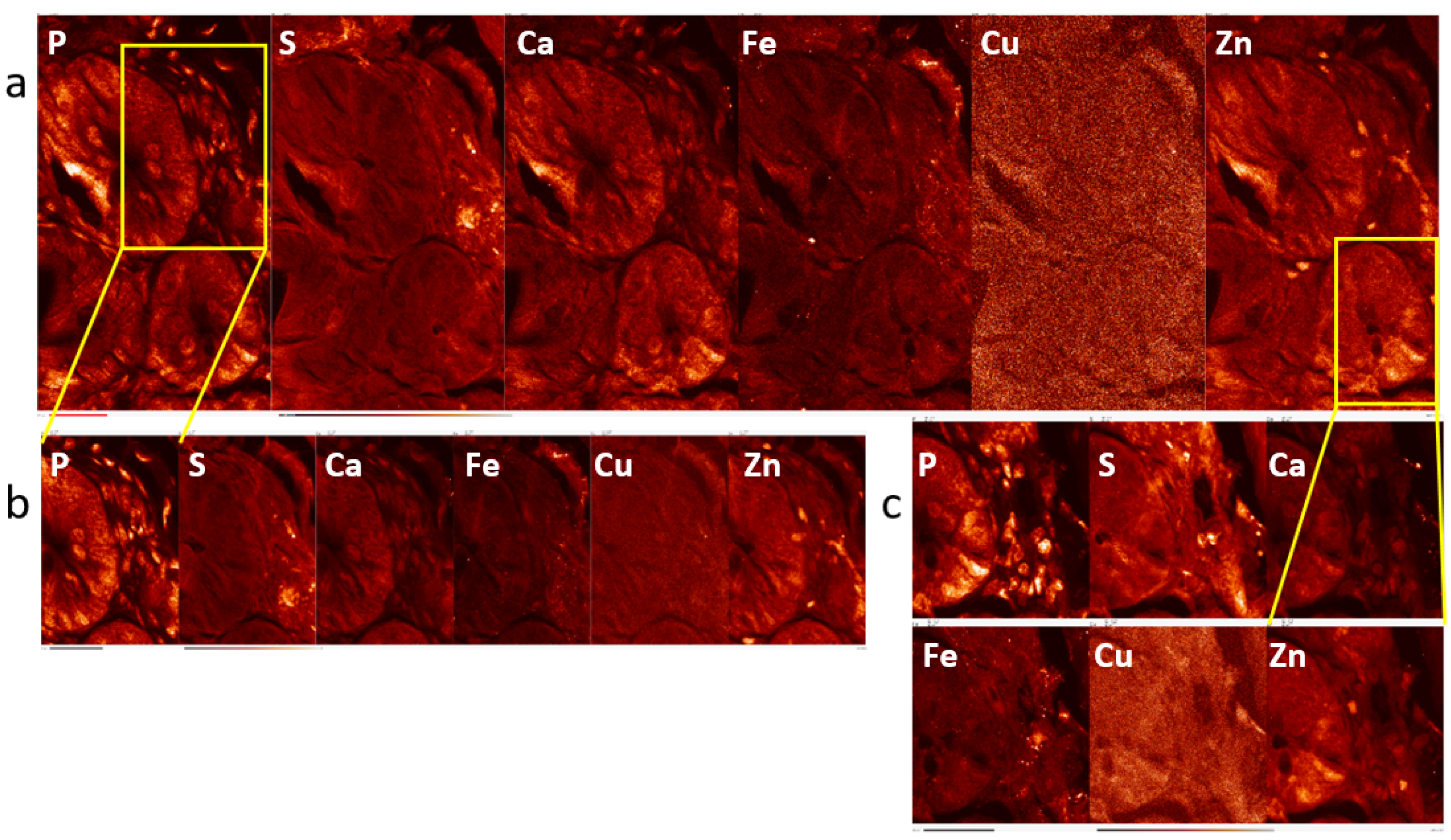 Ijms 25 10256 g003 Ijms 25 10256 g003