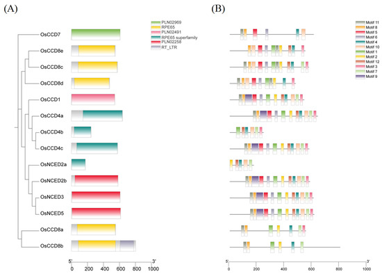 Molecular Characteristics and Expression Patterns of