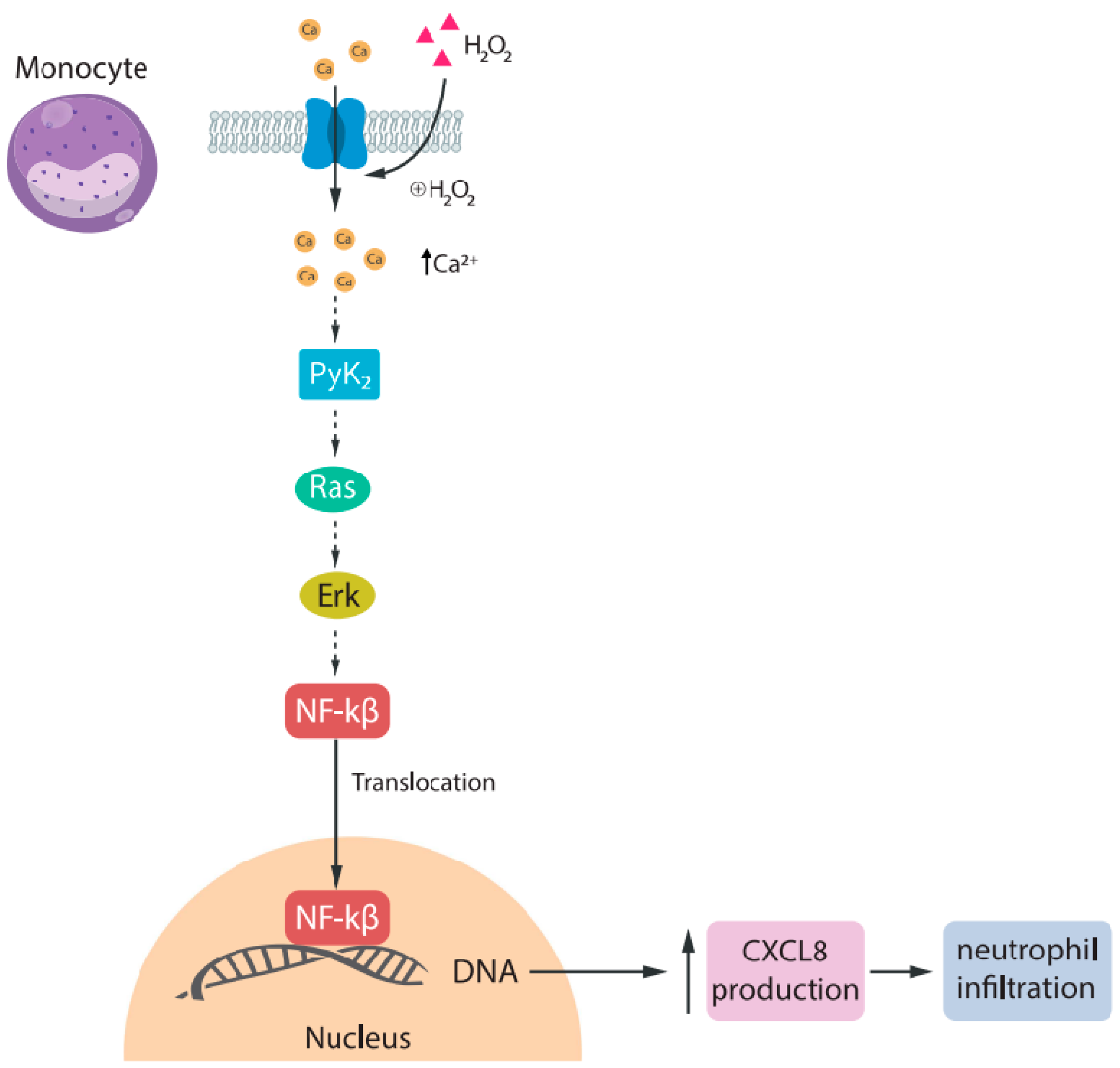 Ijms 25 10284 g002 Ijms 25 10284 g002