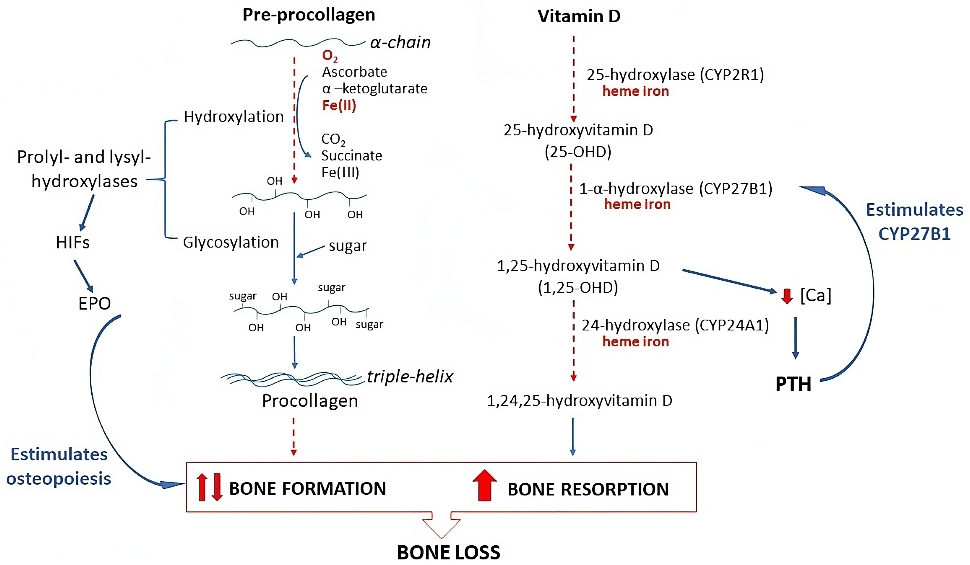 Ijms 25 10290 g002 Ijms 25 10290 g002