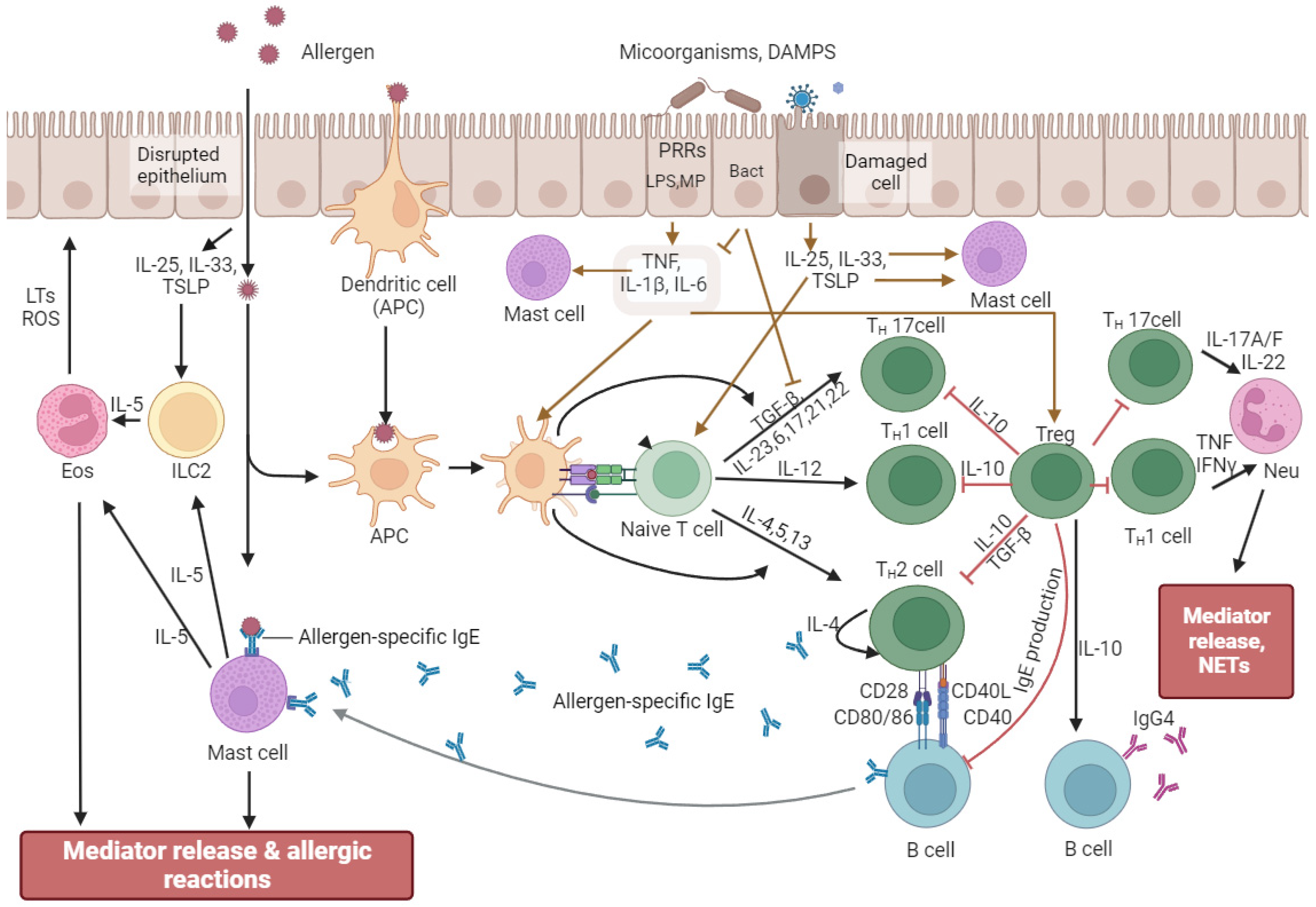 サバイバル Bacteria and Allergic Diseases