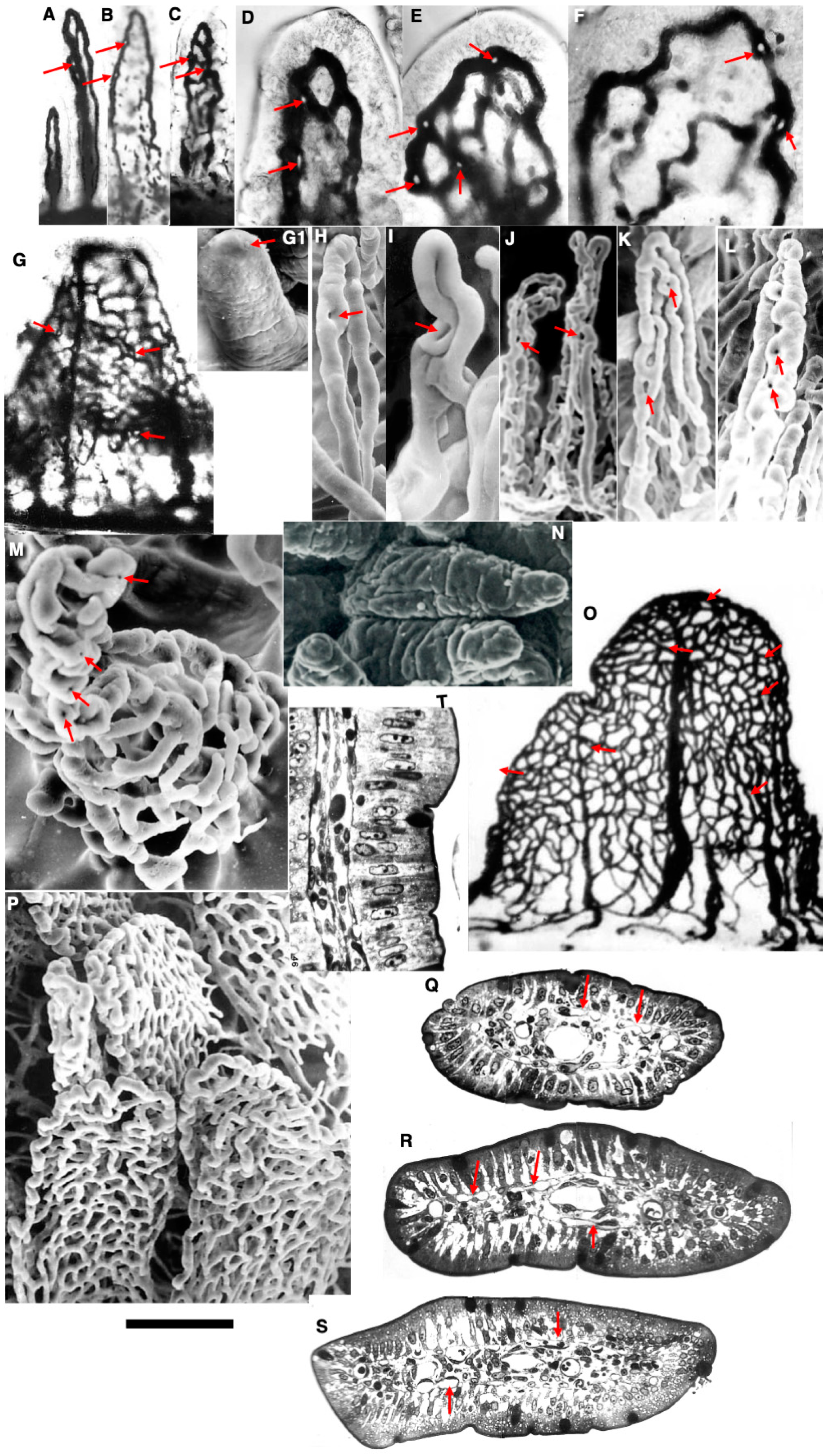 Ijms 25 10322 g001 Ijms 25 10322 g001