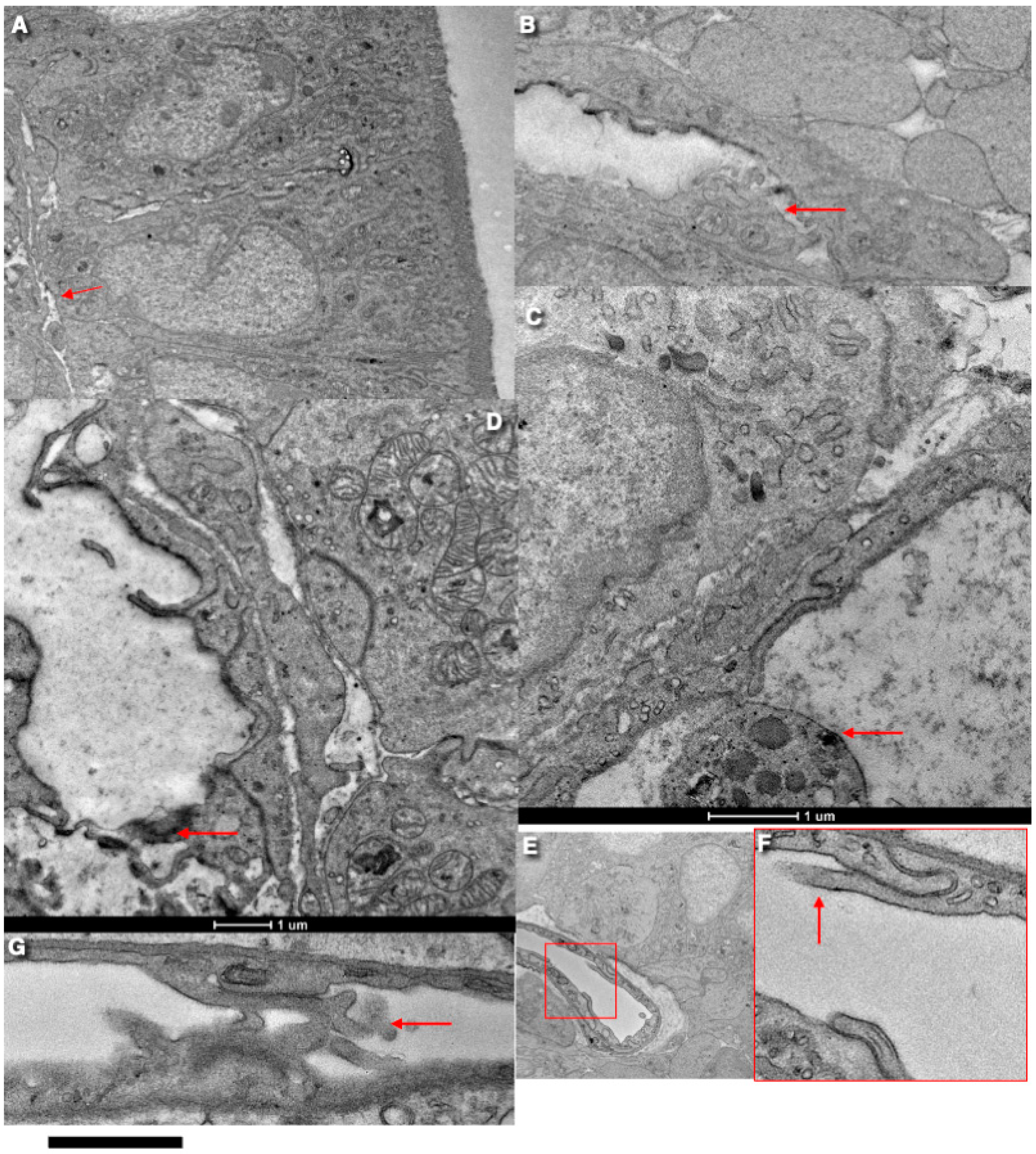 Ijms 25 10322 g005 Ijms 25 10322 g005