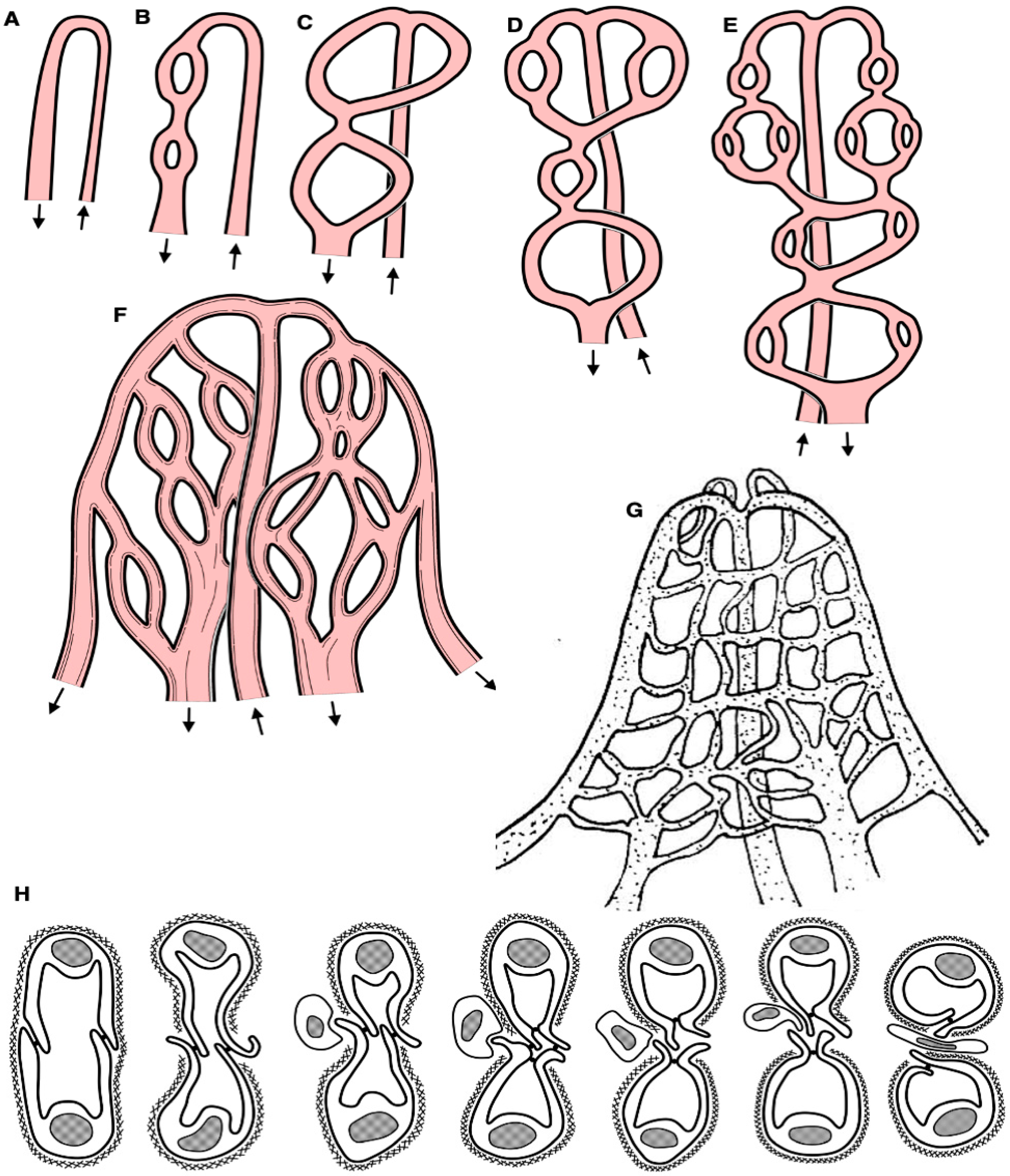 Ijms 25 10322 g006 Ijms 25 10322 g006