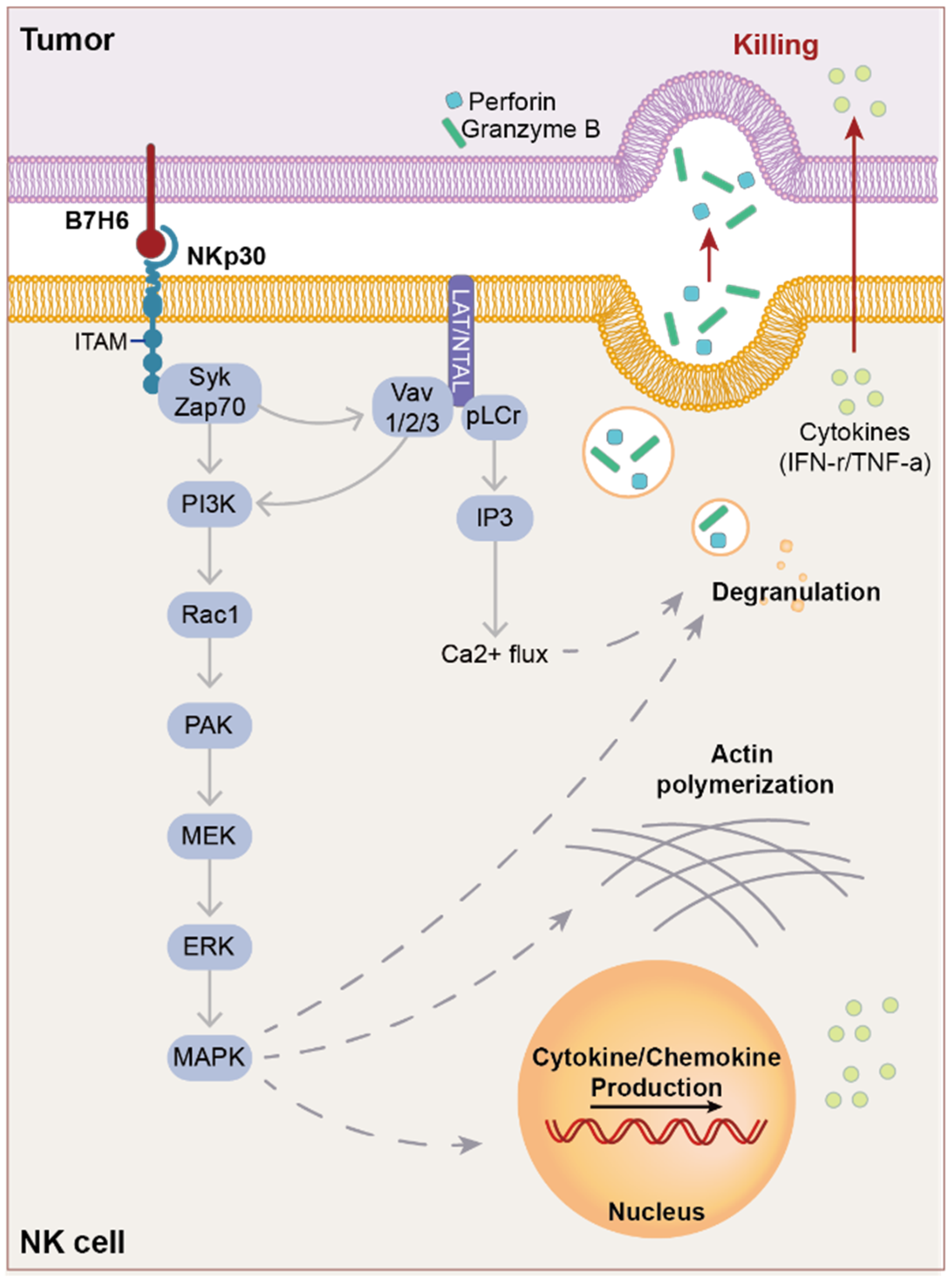 Ijms 25 10326 g003 Ijms 25 10326 g003