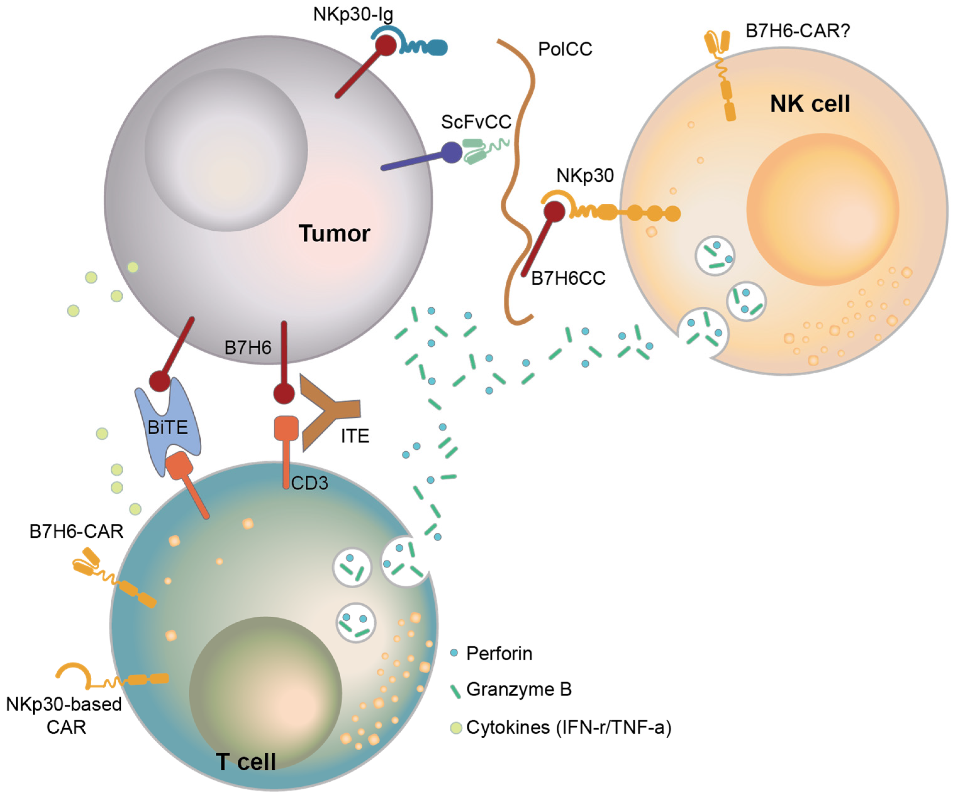 Ijms 25 10326 g004 Ijms 25 10326 g004