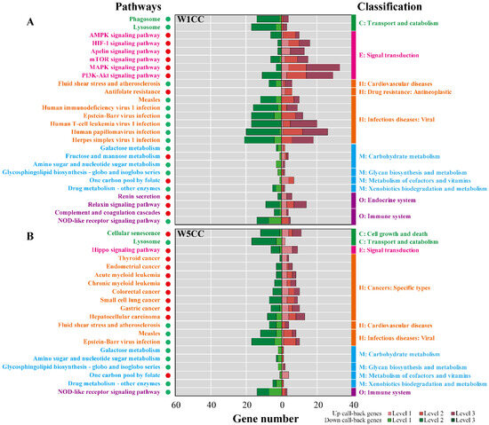 RNA-Seq-Based Transcriptome Analysis of Chinese Cordyceps