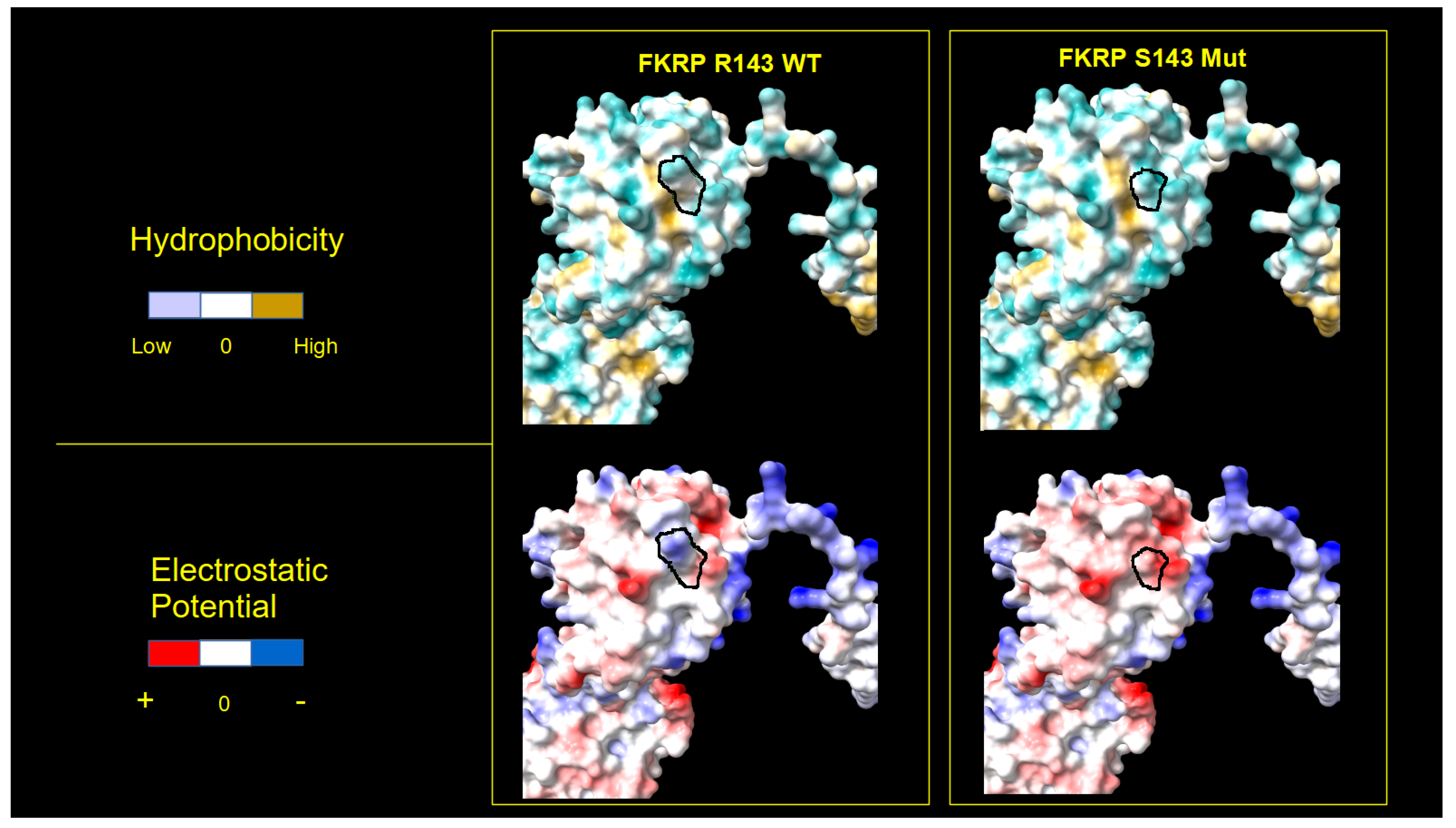 Ijms 25 10356 g003 Ijms 25 10356 g003