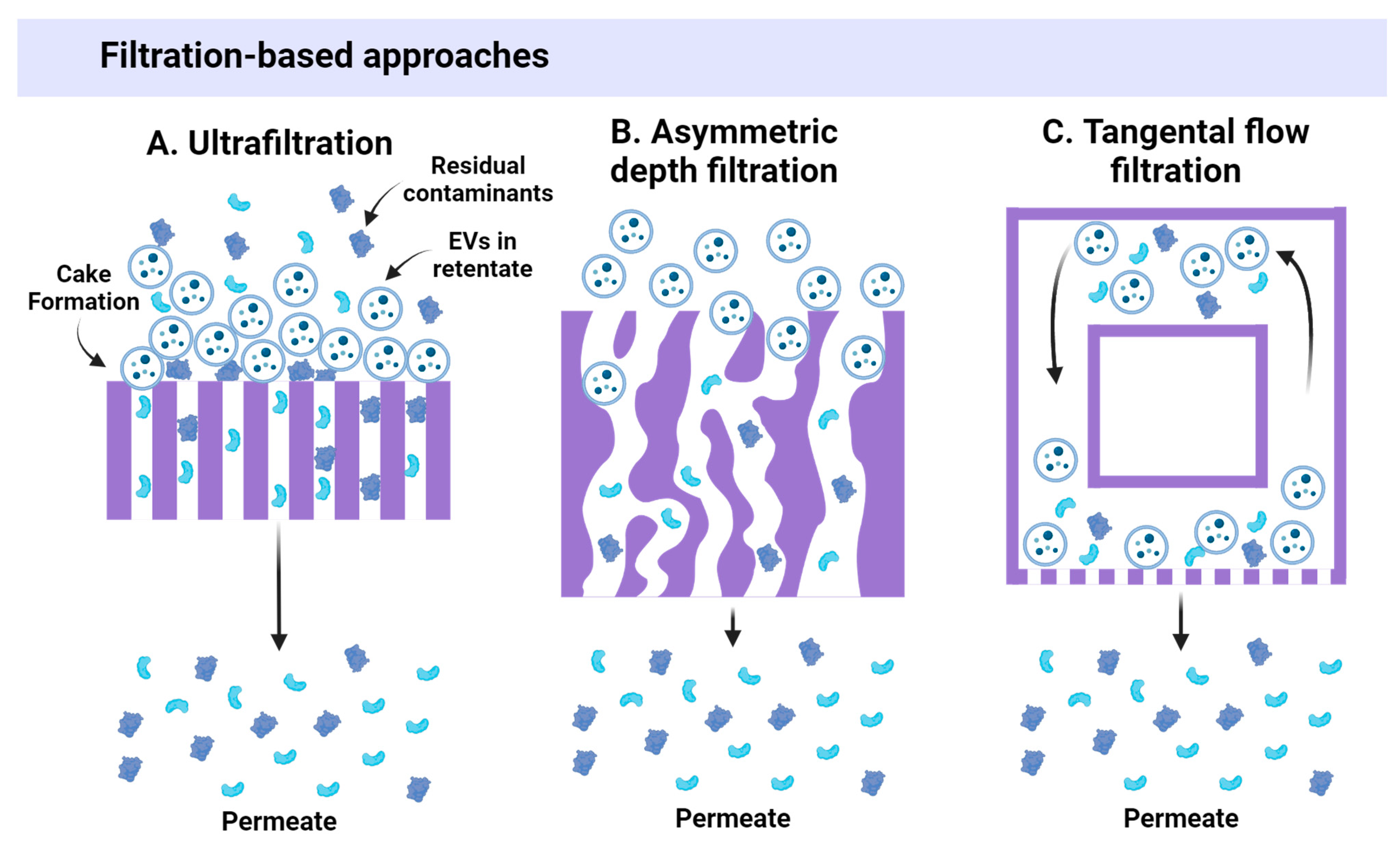 Ijms 25 10401 g003 Ijms 25 10401 g003