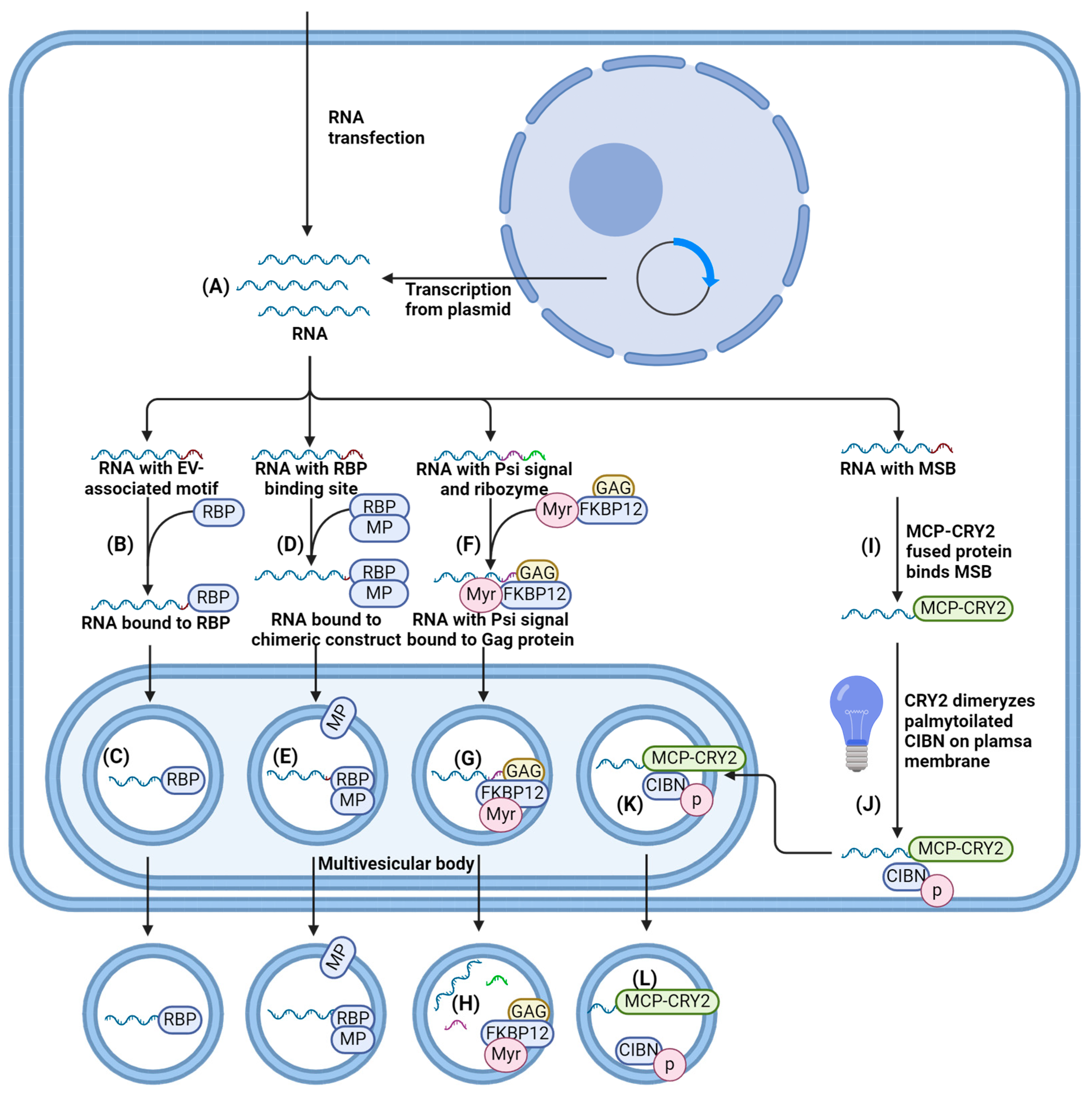 Ijms 25 10401 g005 Ijms 25 10401 g005