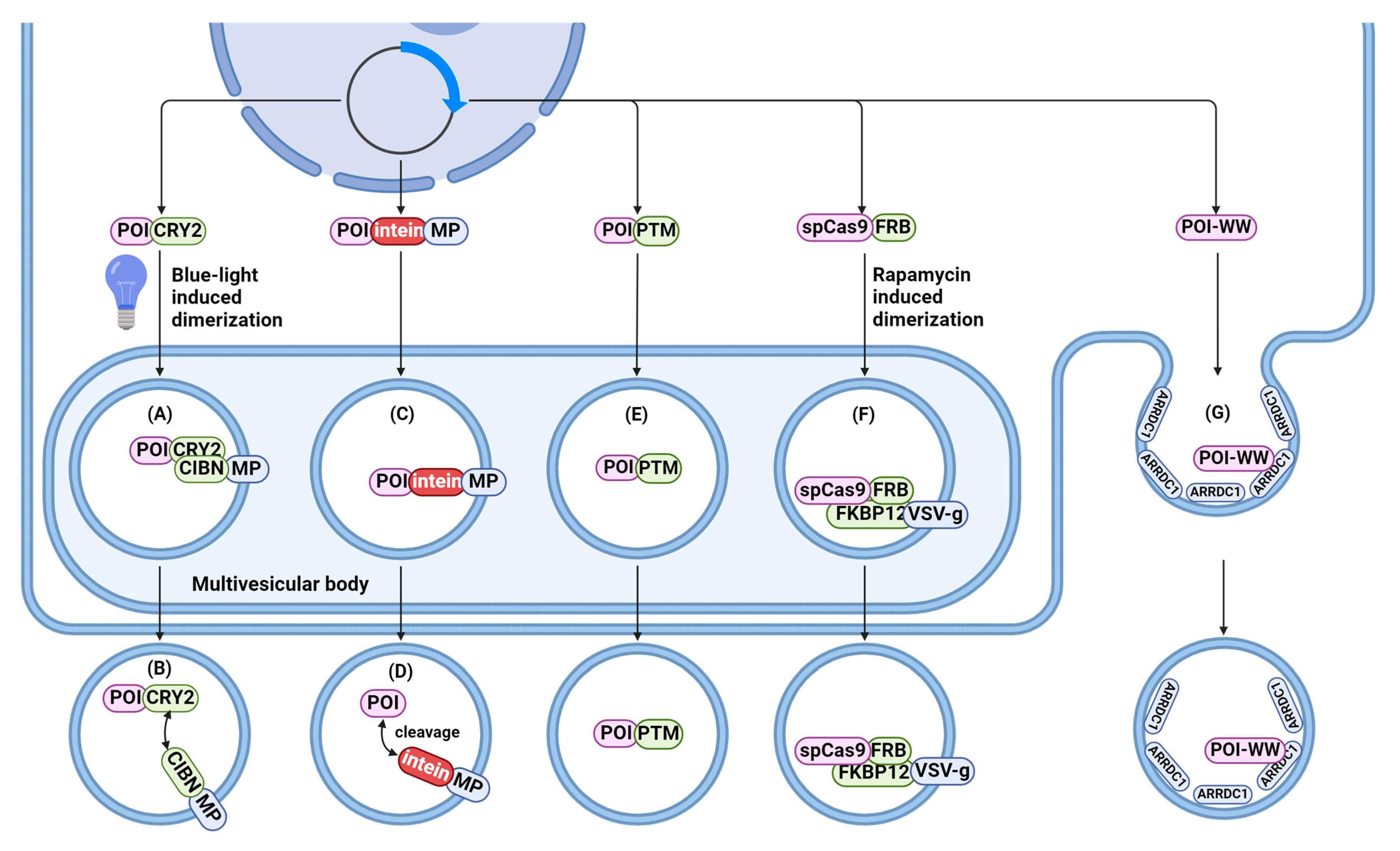 Ijms 25 10401 g006 Ijms 25 10401 g006