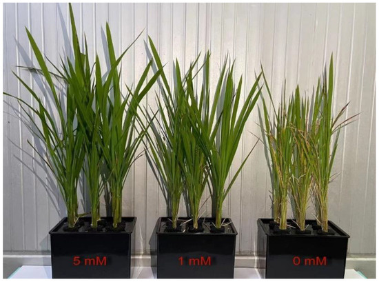 Effects of Nitrogen Deficiency on the Photosynthesis, Chlorophyll