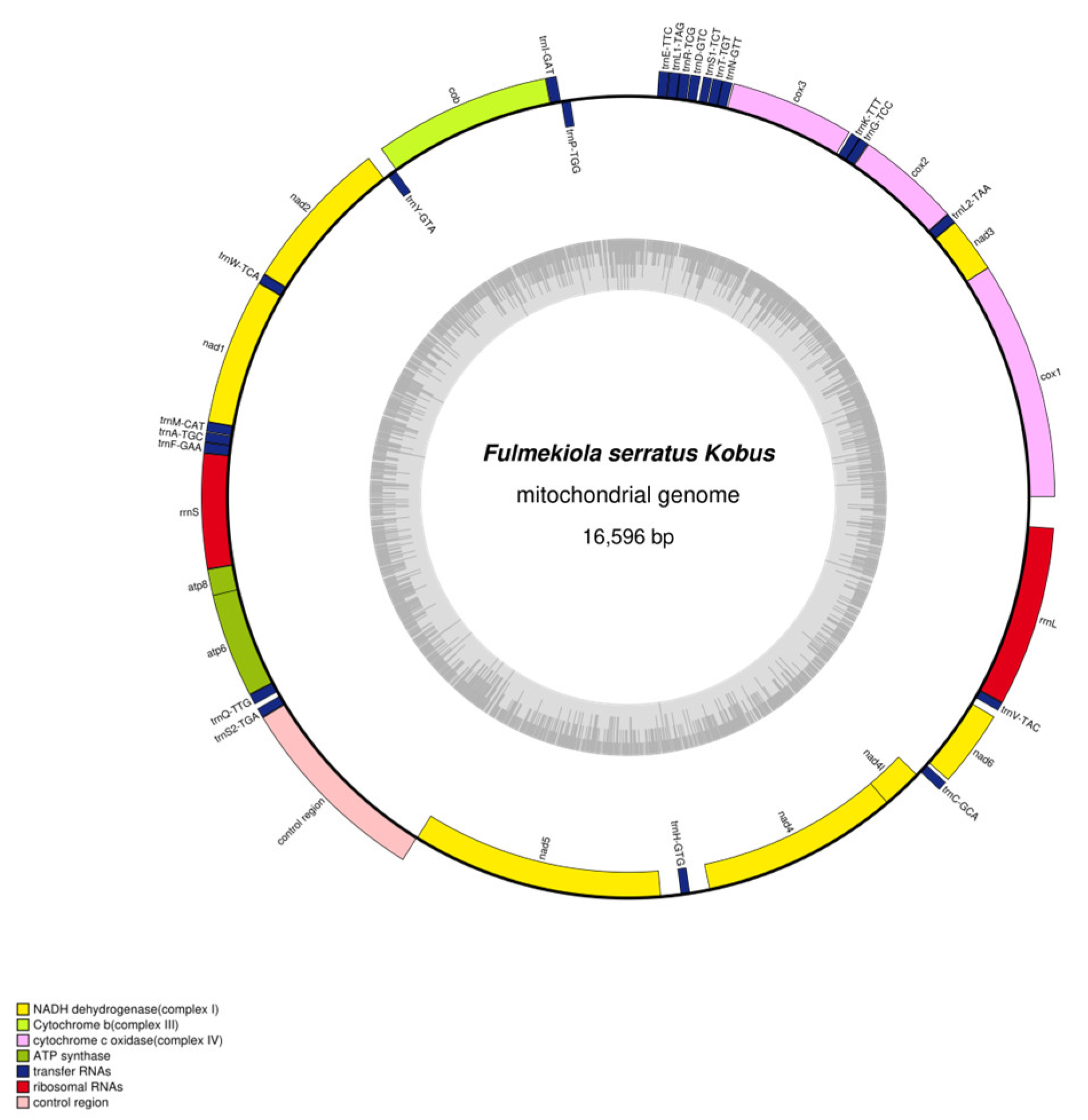 Mitochondrial Genome Characteristics and Phylogenetic