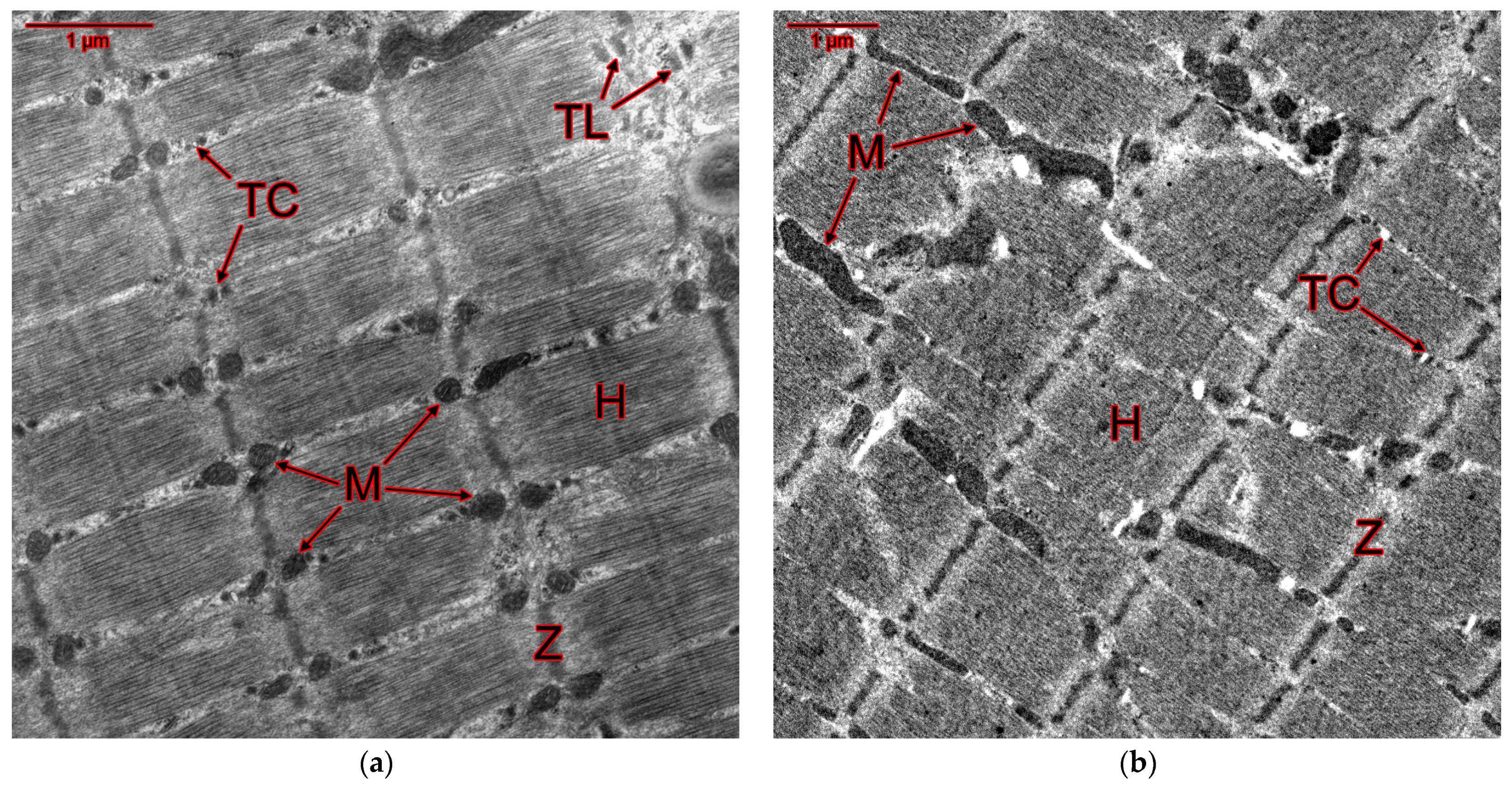 Ijms 25 10438 g007a Ijms 25 10438 g007a