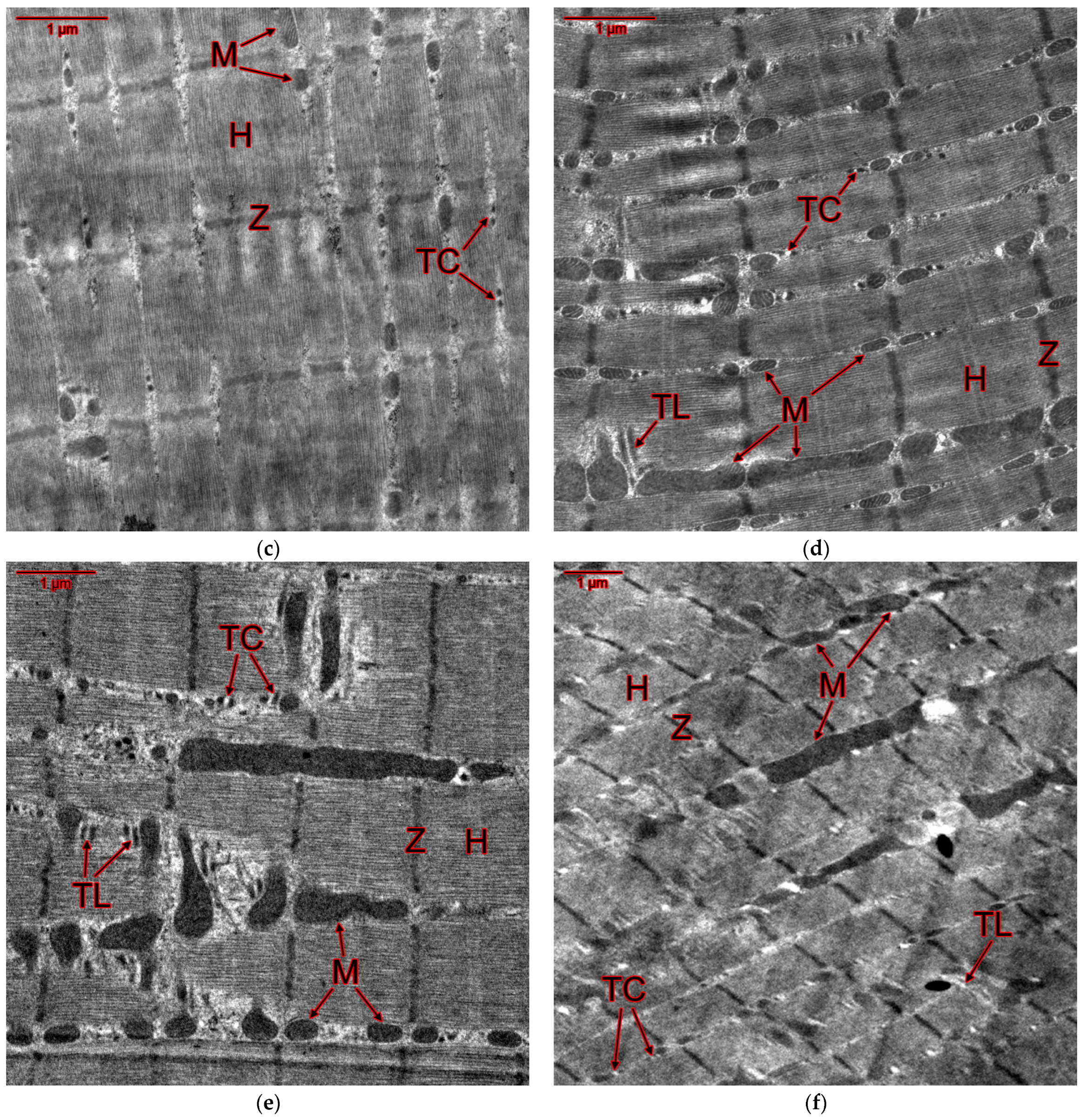 Ijms 25 10438 g007b Ijms 25 10438 g007b