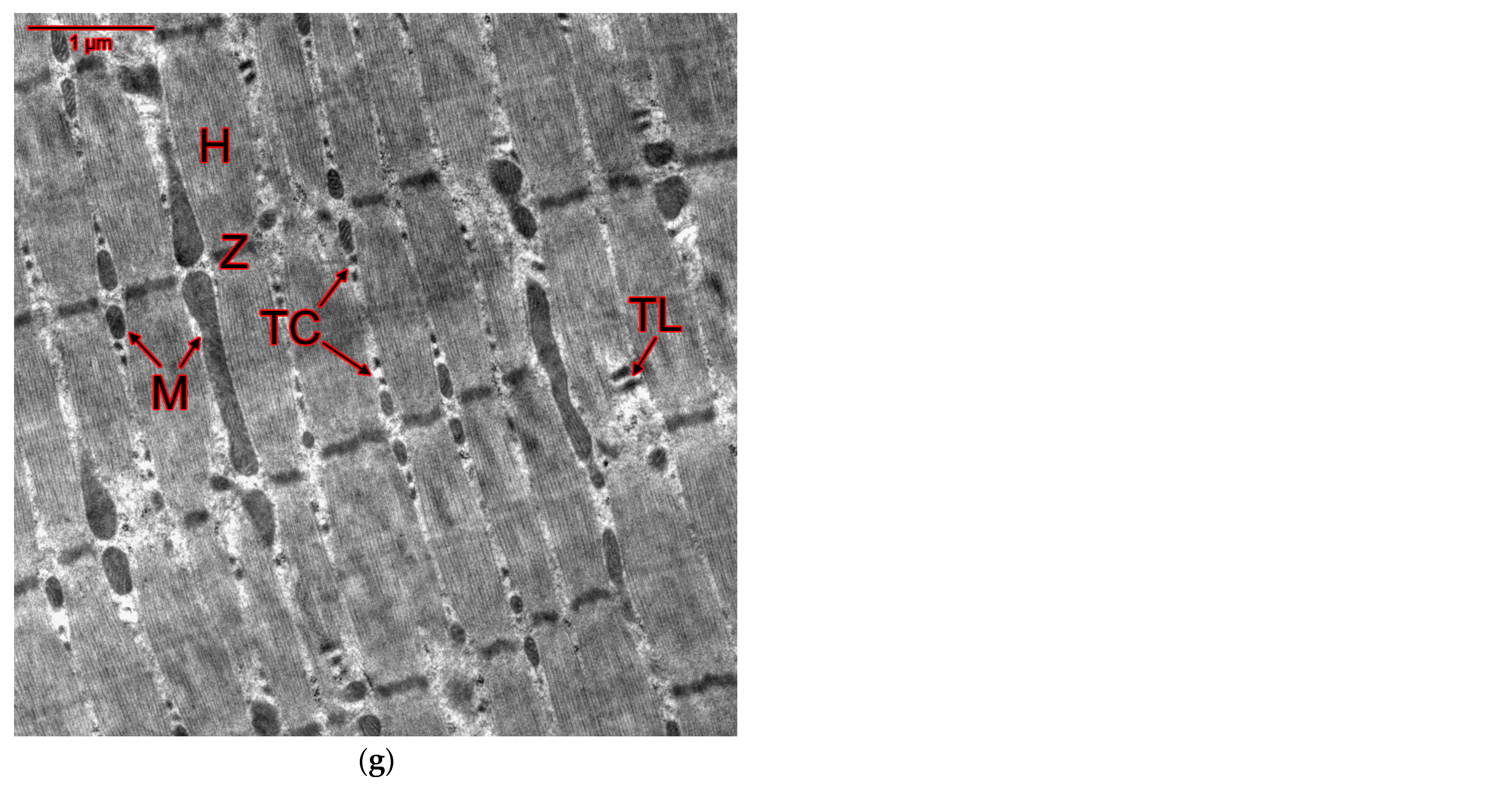 Ijms 25 10438 g007c Ijms 25 10438 g007c