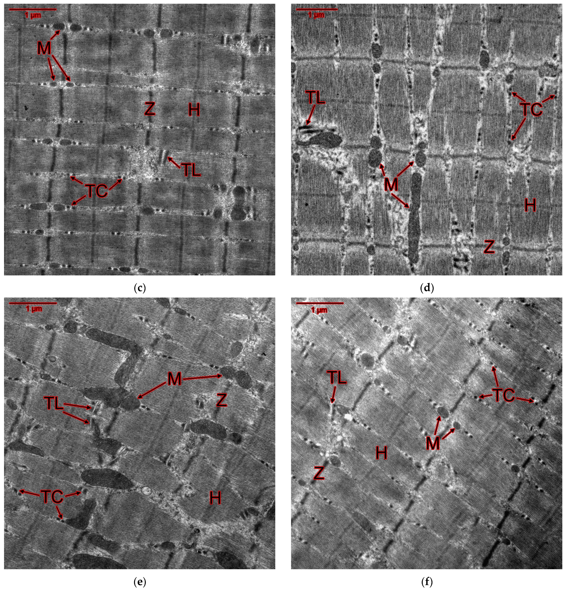 Ijms 25 10438 g008b Ijms 25 10438 g008b