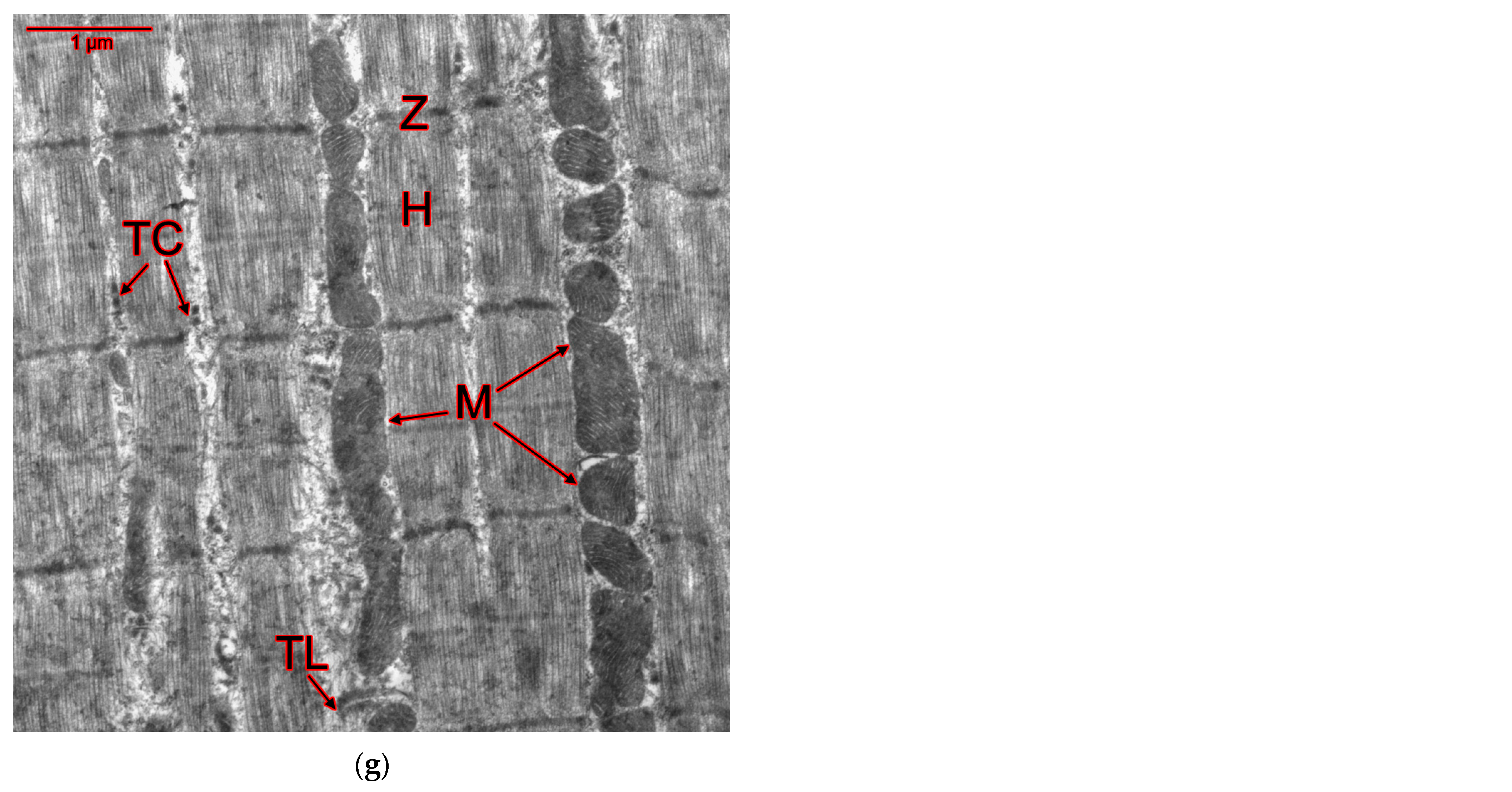 Ijms 25 10438 g008c Ijms 25 10438 g008c