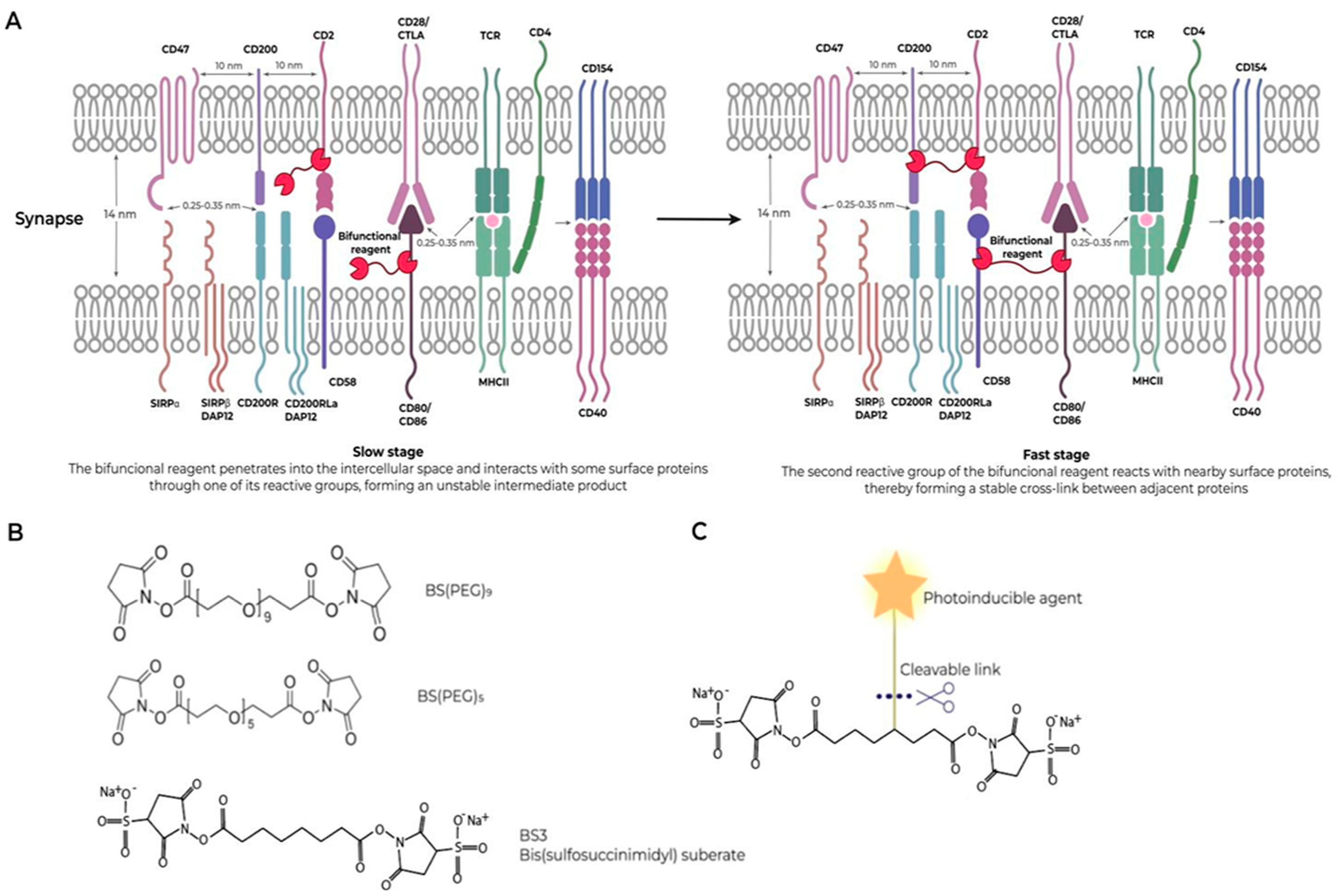 Ijms 25 10454 g003 Ijms 25 10454 g003