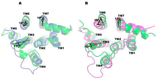Biased Signaling Agonists Promote Distinct Phosphorylation and