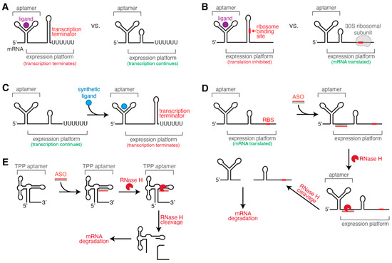 Opportunities for Riboswitch Inhibition by Targeting Co-Transcriptional ...