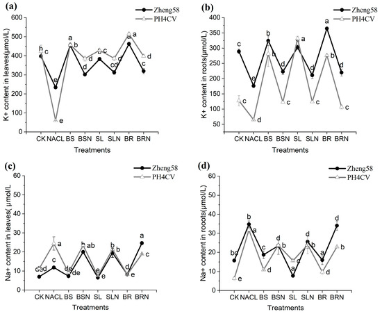 y Mimics of the Growth Regulator Zaxinone Increase Saffron