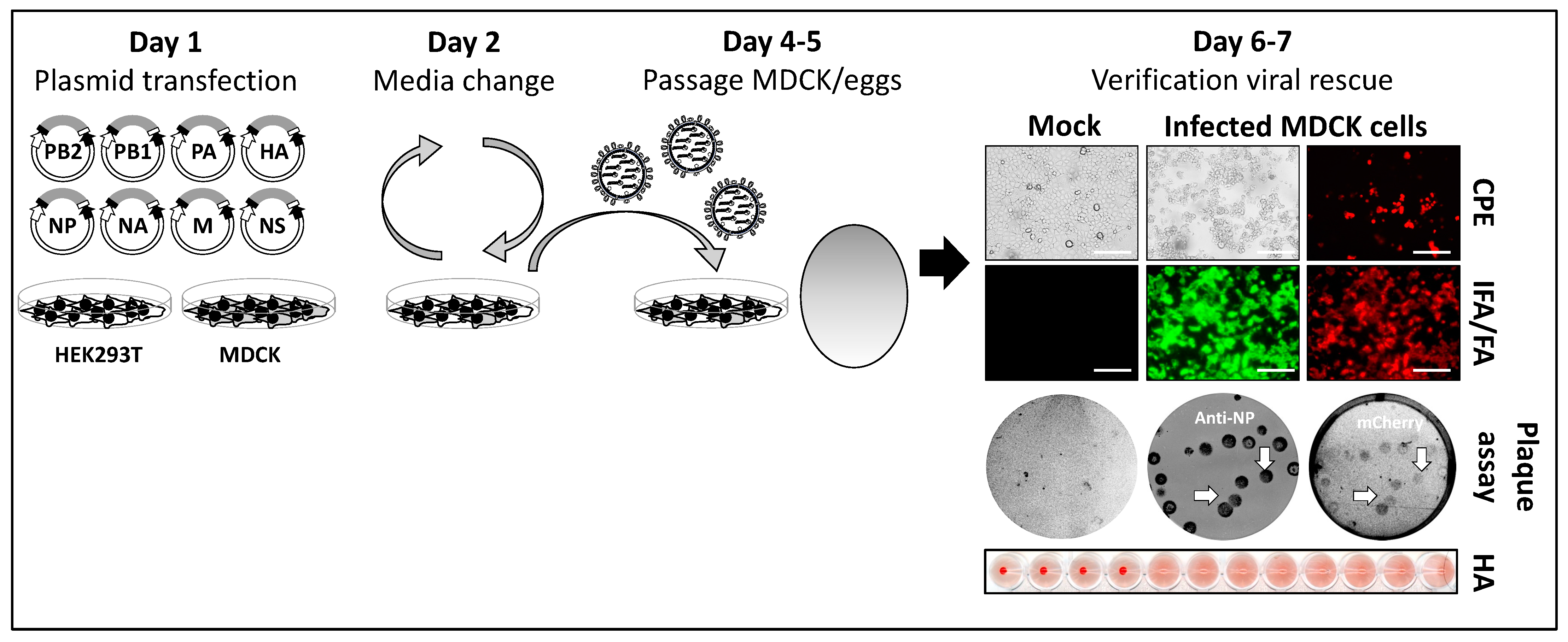 Ijms 25 10584 g003 Ijms 25 10584 g003