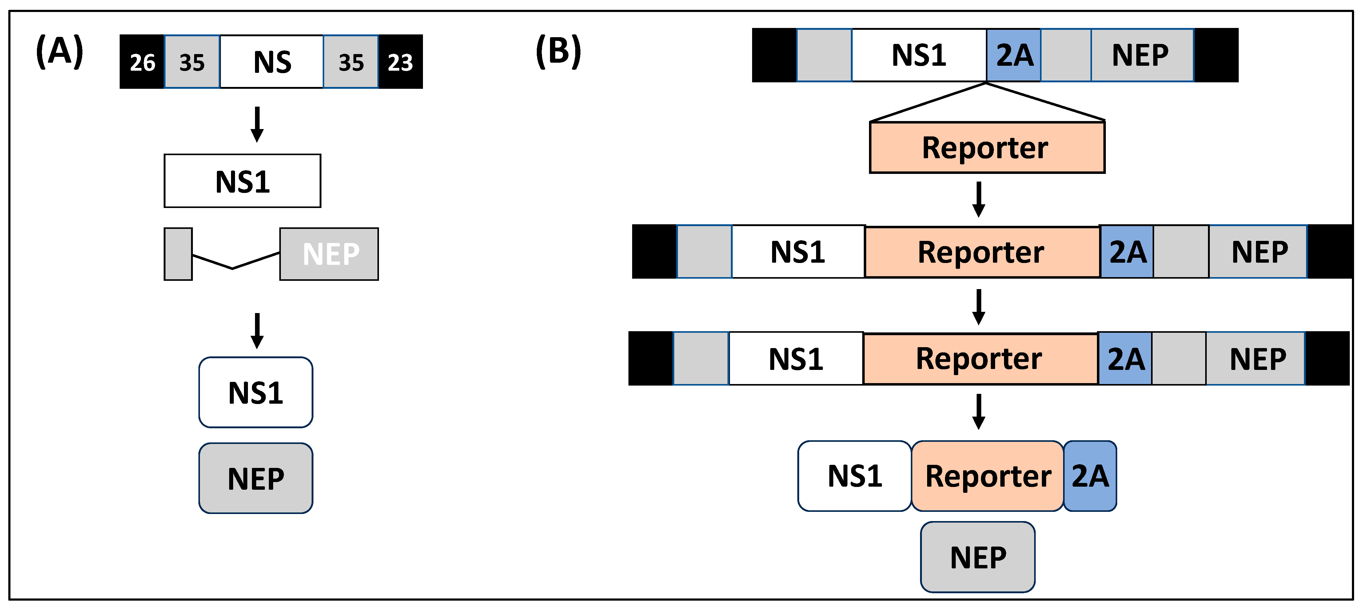Ijms 25 10584 g004 Ijms 25 10584 g004