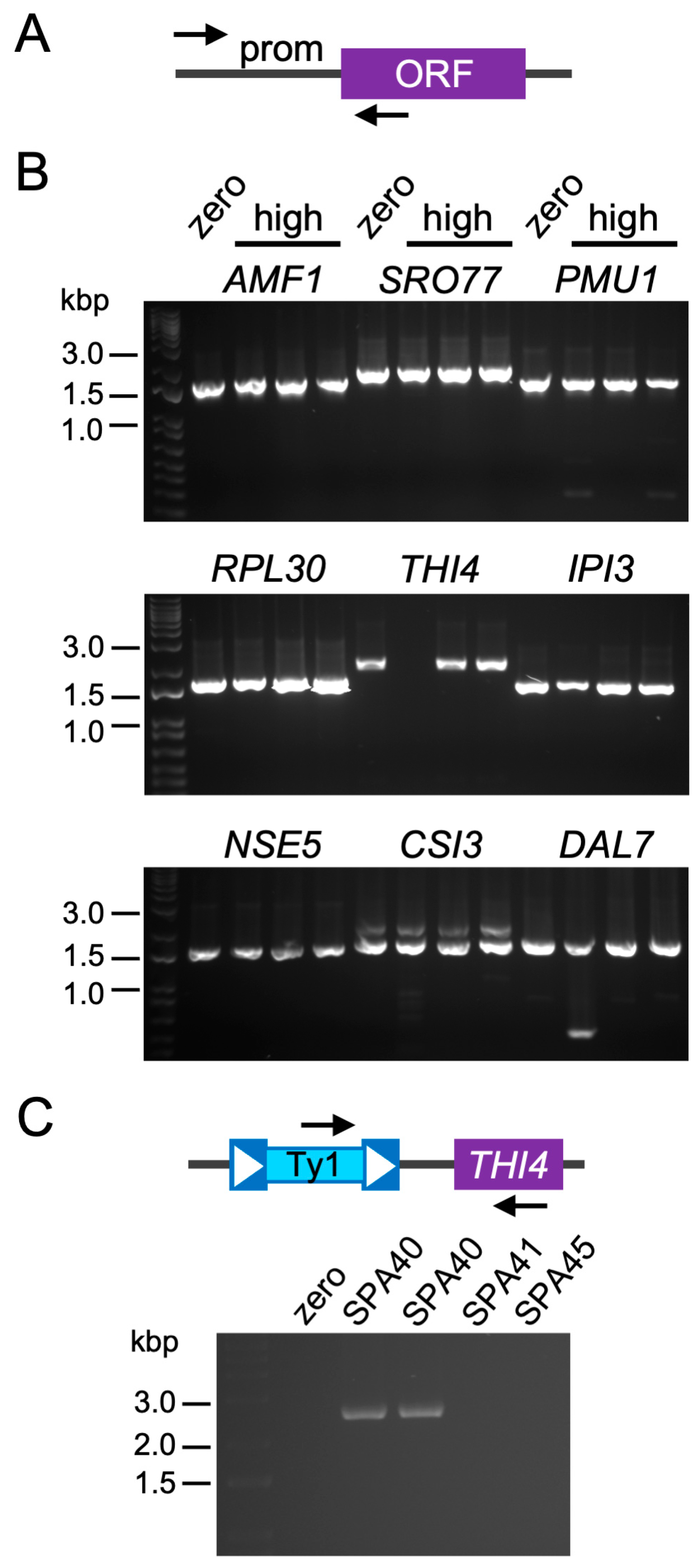 Ijms 25 10593 g007 Ijms 25 10593 g007