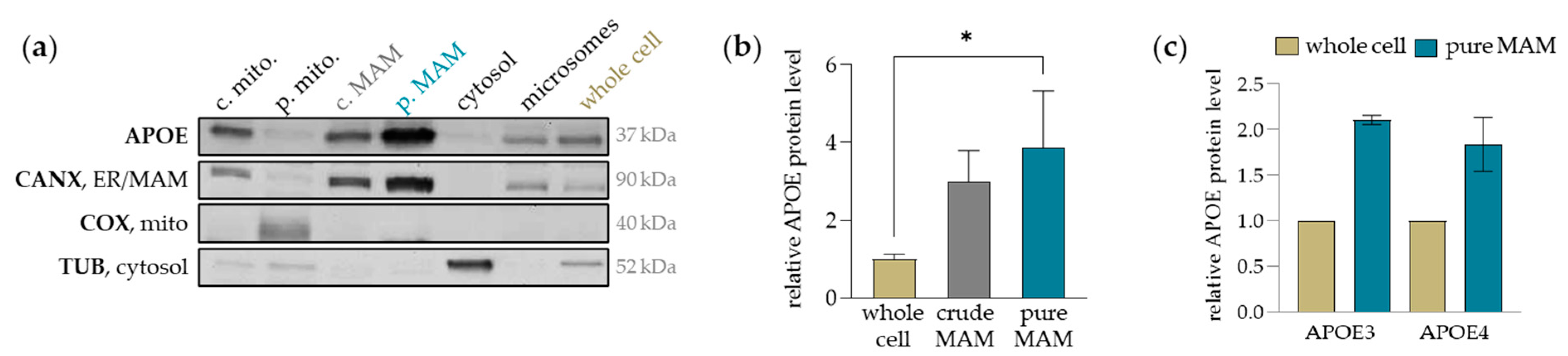 Ijms 25 10597 g001 Ijms 25 10597 g001
