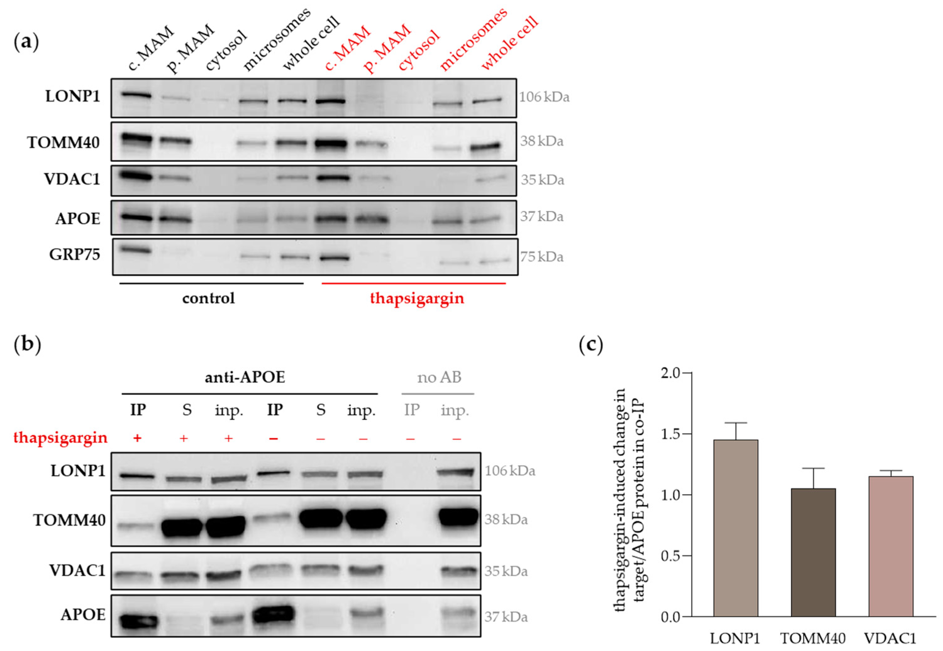 Ijms 25 10597 g004 Ijms 25 10597 g004