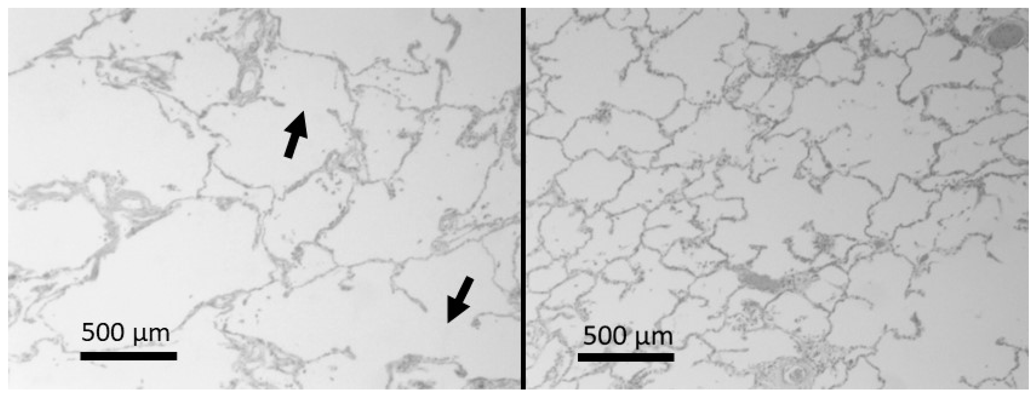 Ijms 25 10613 g001 Ijms 25 10613 g001